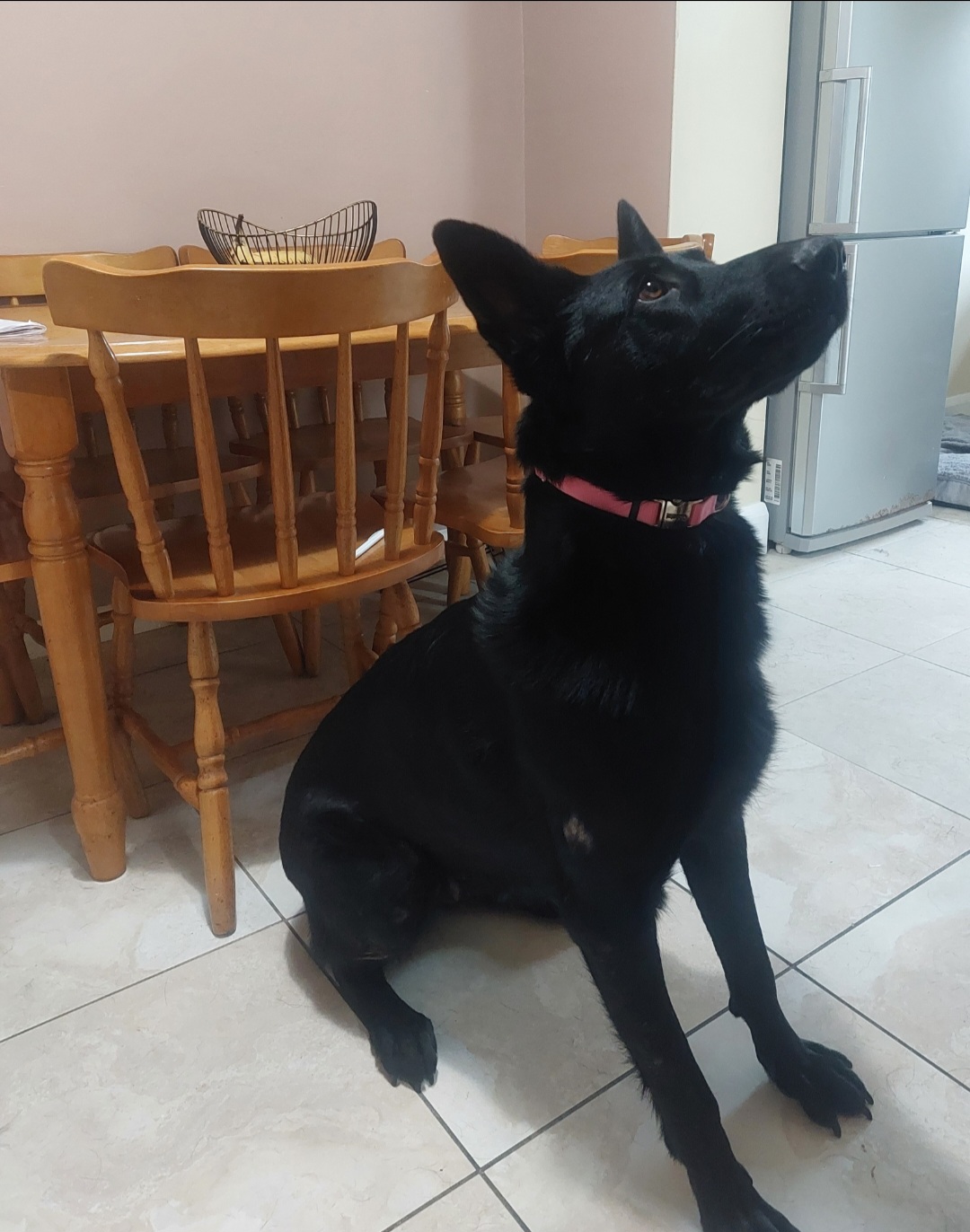 Black German Shepherd in Wexford Town