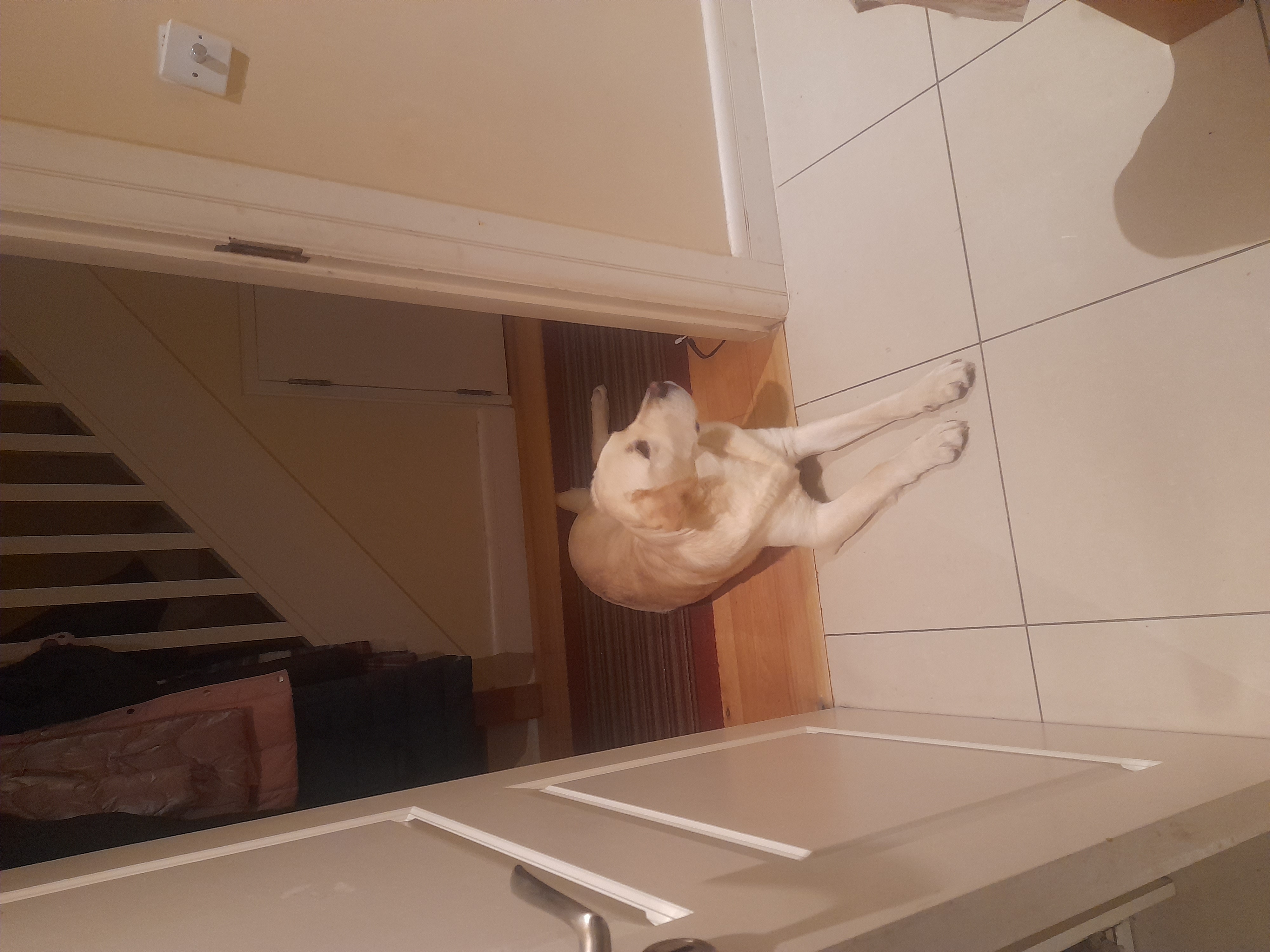 Cream Labrador for Sale in Cork - IKC Registered