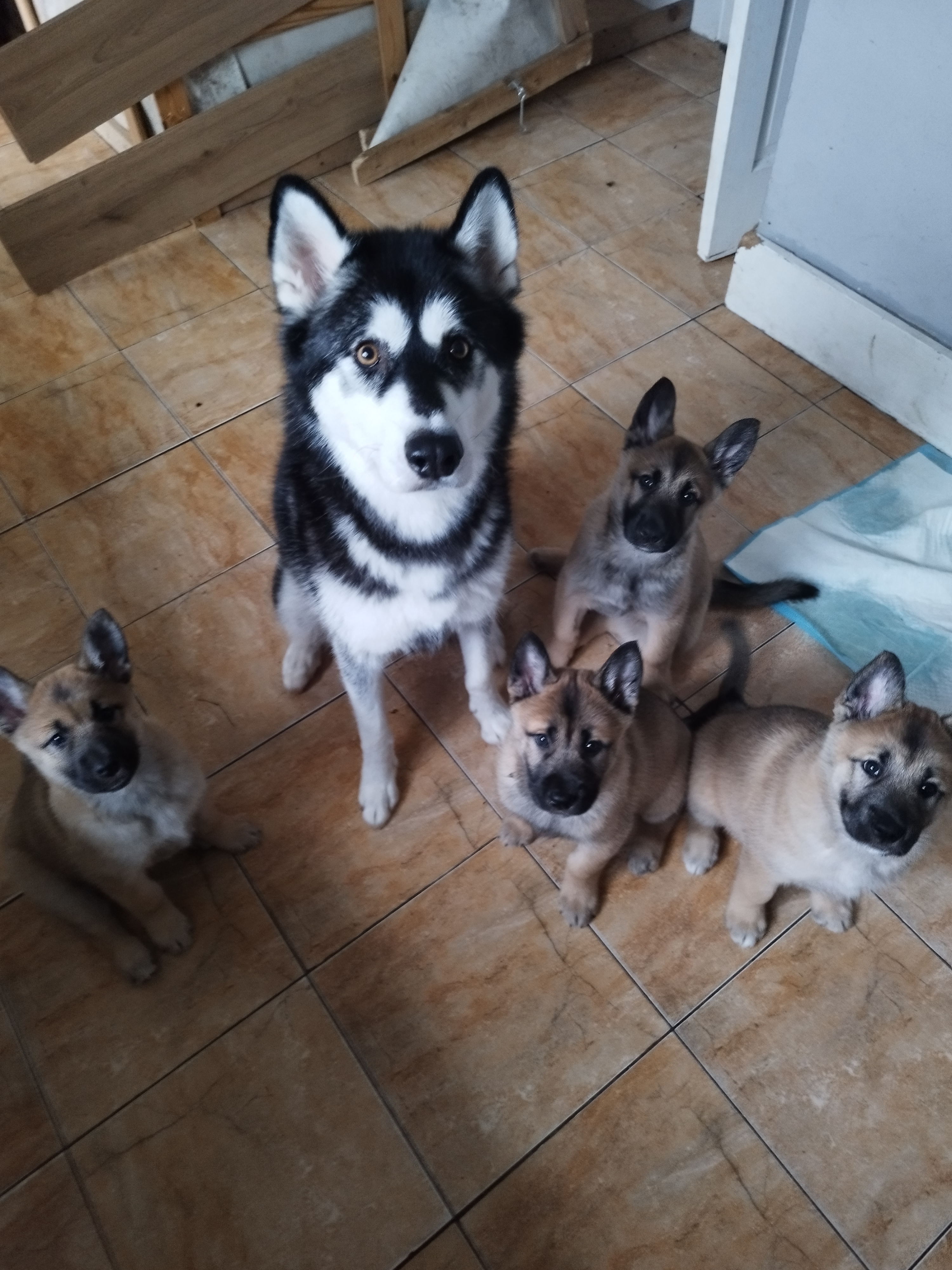 Alaskan Malamute x Belgian Malinois in Tipperary