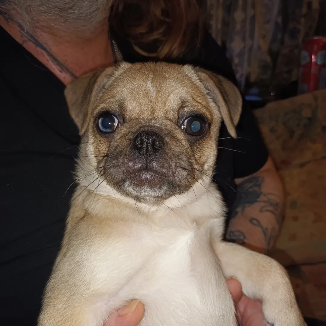 Pug x Chihuahua puppies