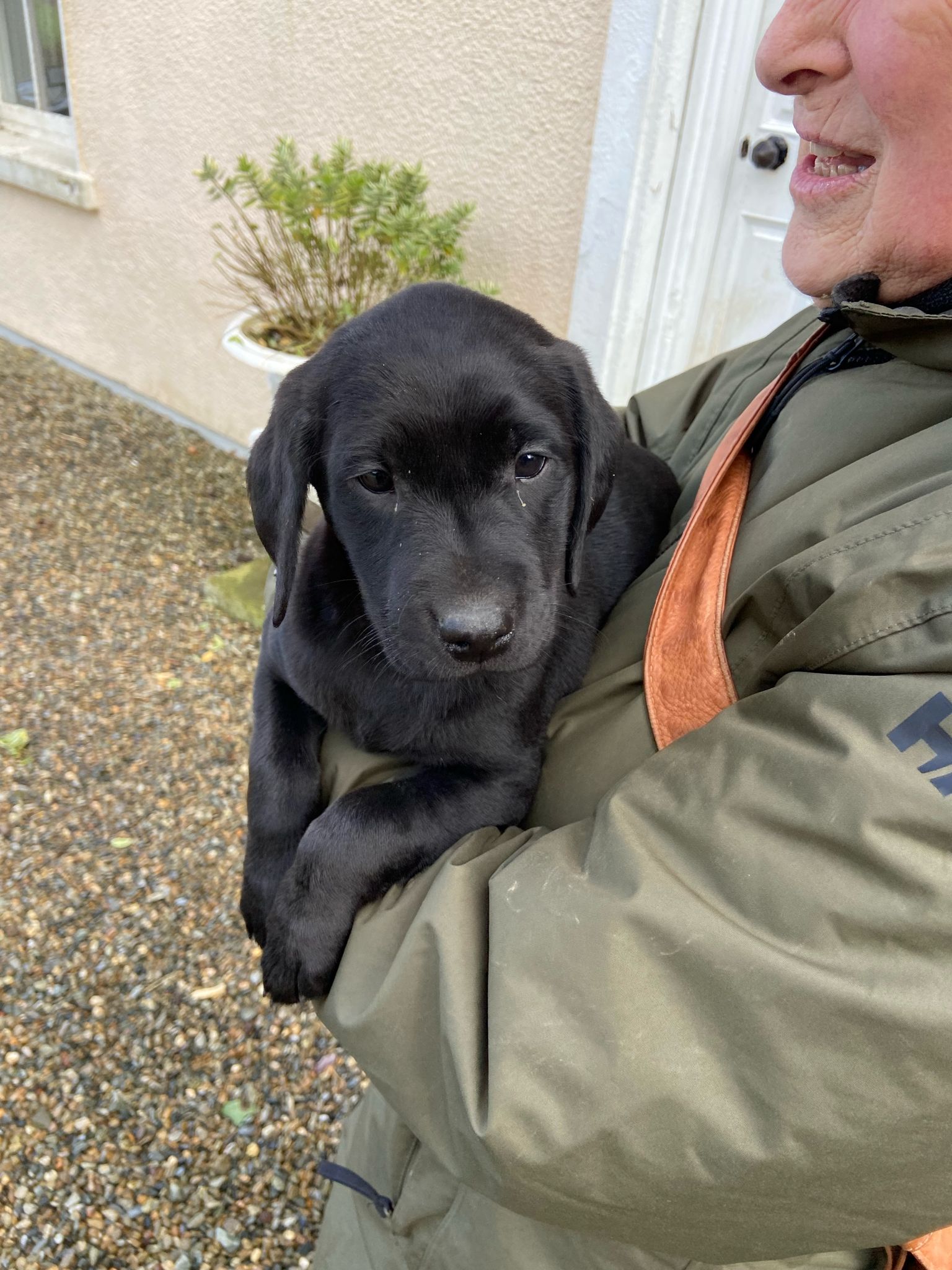 Black Labrador Puppies for Sale in Wicklow
