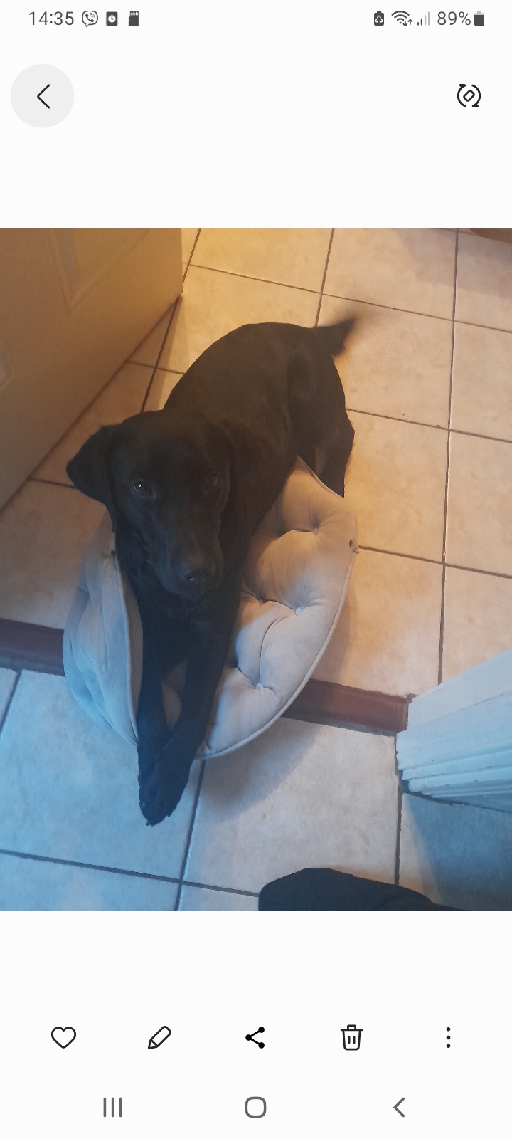 Gentle Black Lab in Sligo - IKC Registered