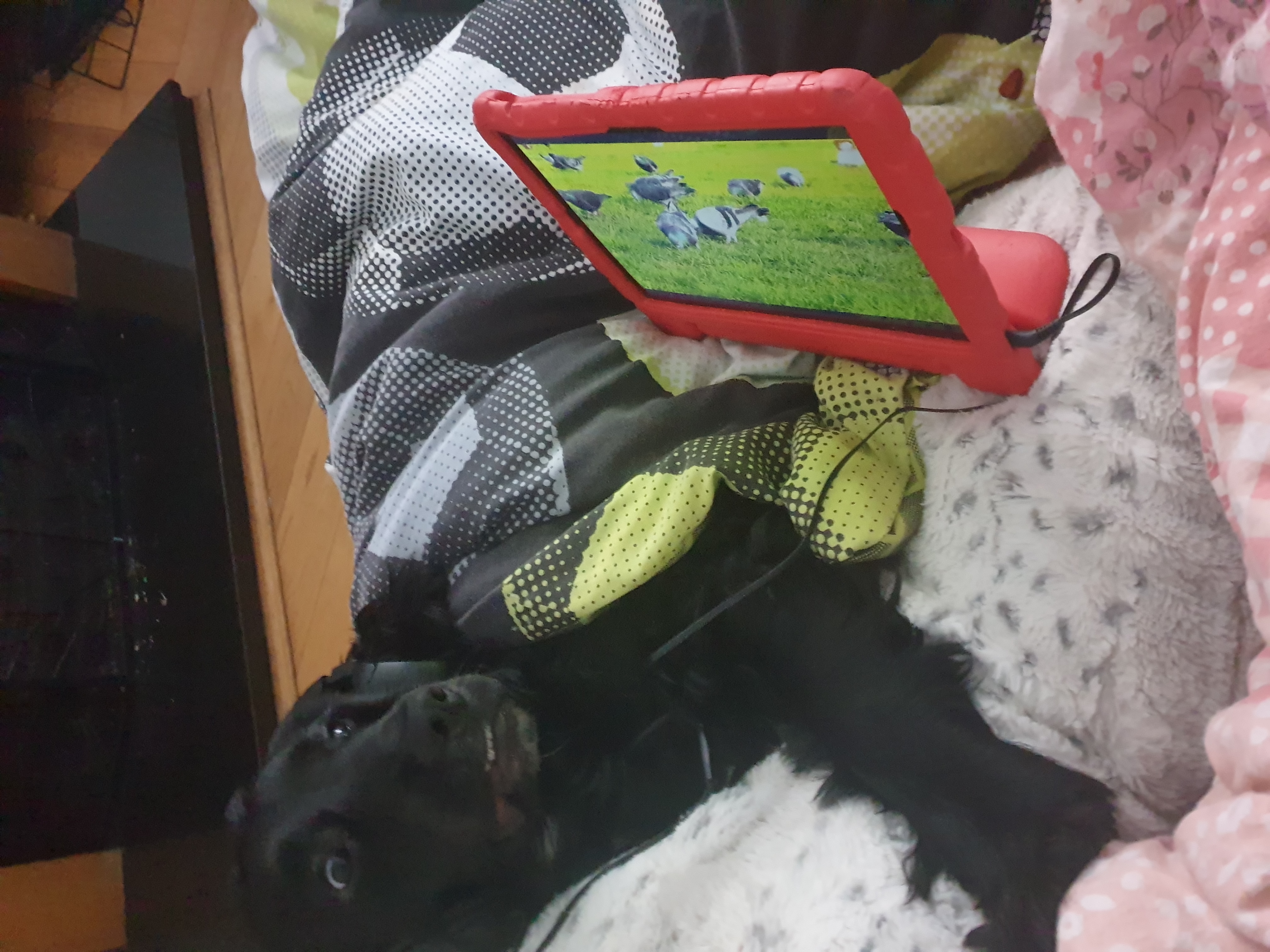 Sprocker Spaniel for Sale in Cork - Playful Puppy