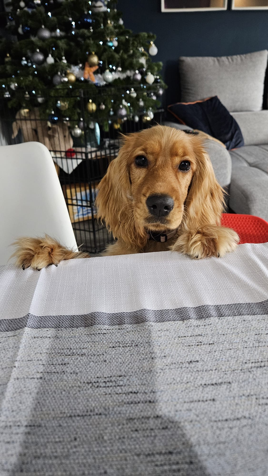 Cocker Spaniel for Sale in K32 VE83 - Friendly Pup