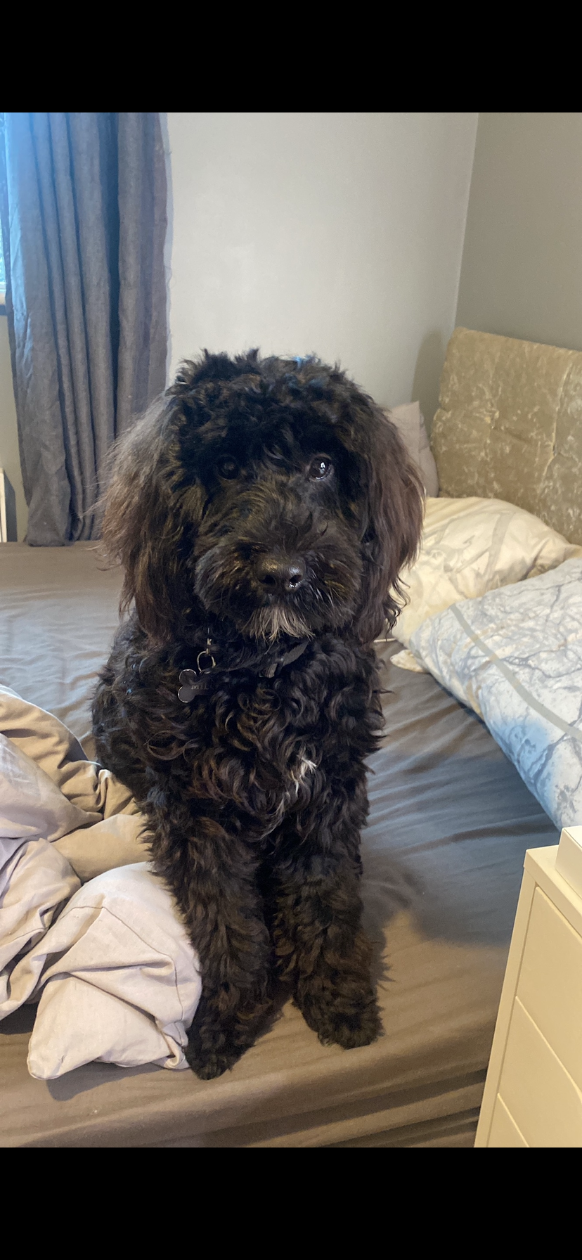 Cockapoo Puppy for Sale in Templars Hall