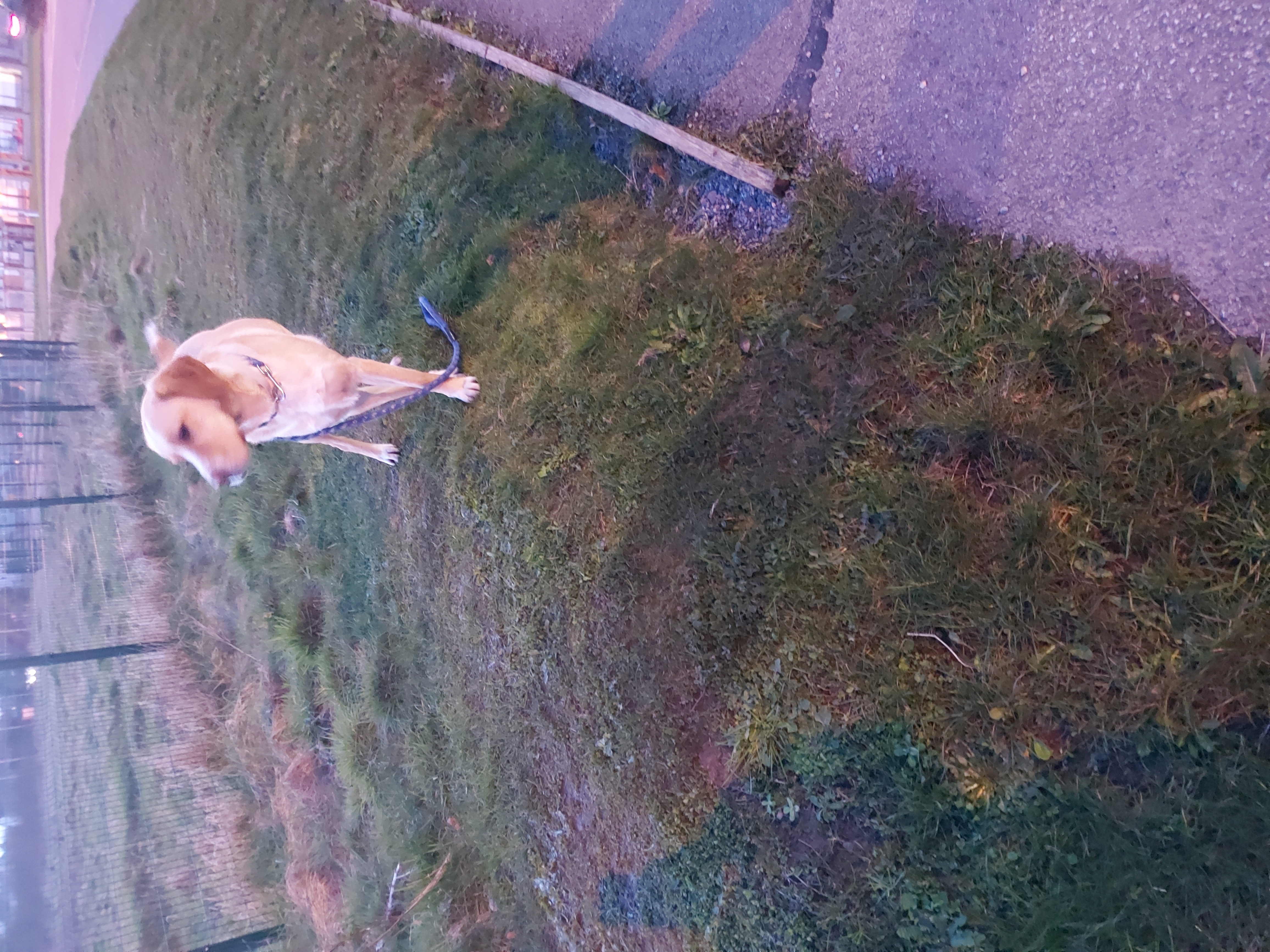 Labrador Puppies for Sale in Tullamore - IKC Registered