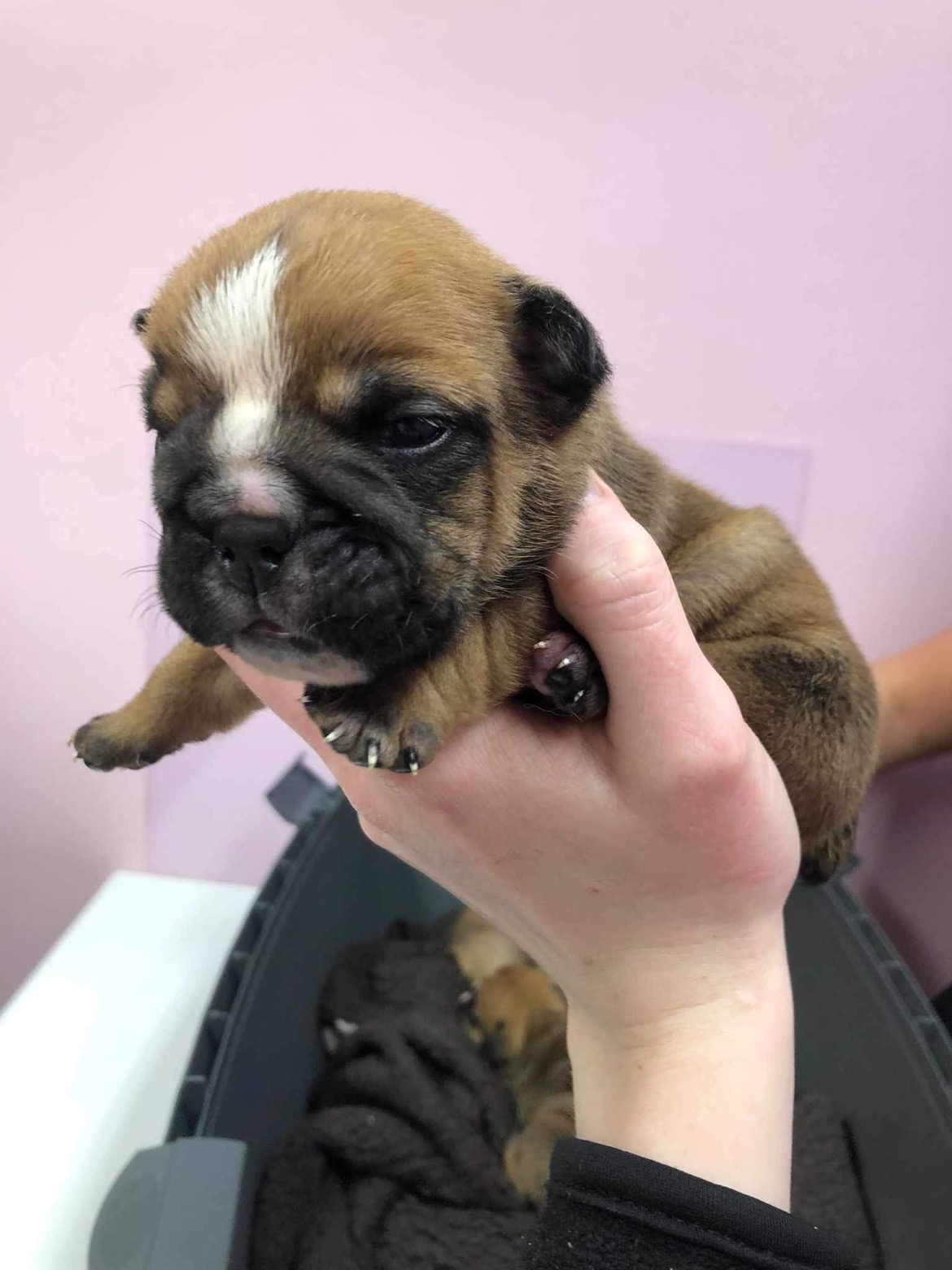 British bulldog 4 weeks