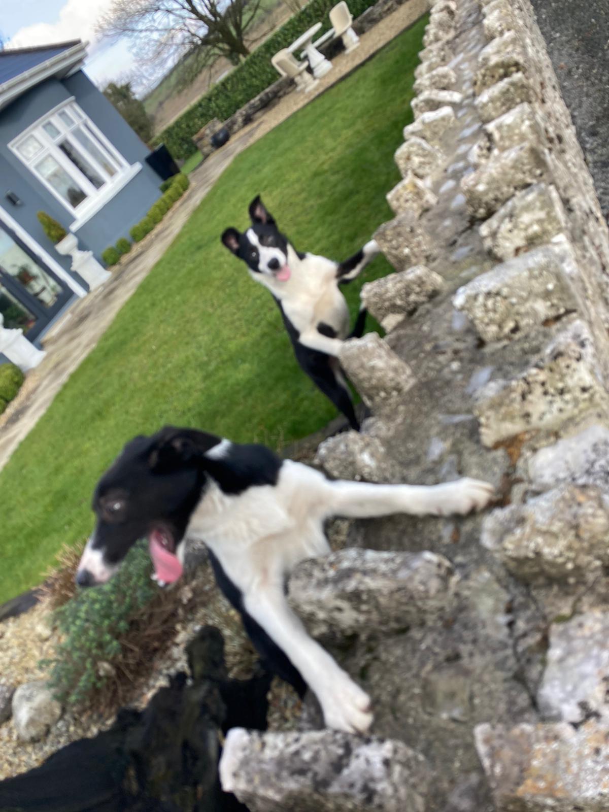 Collie Sheep Dog for Sale in Roscommon