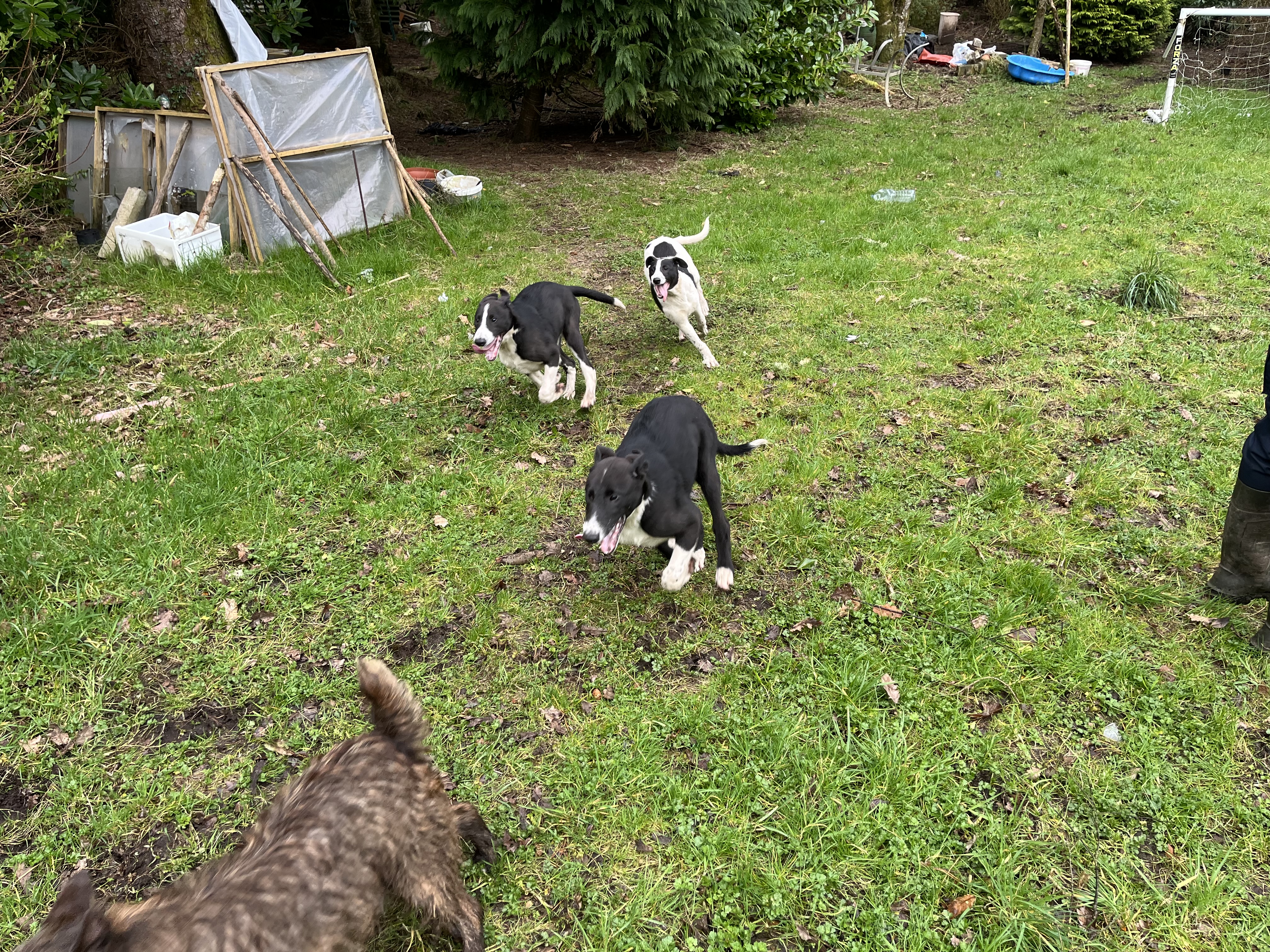 Lurcher for sale in Castlebar - Friendly Pup