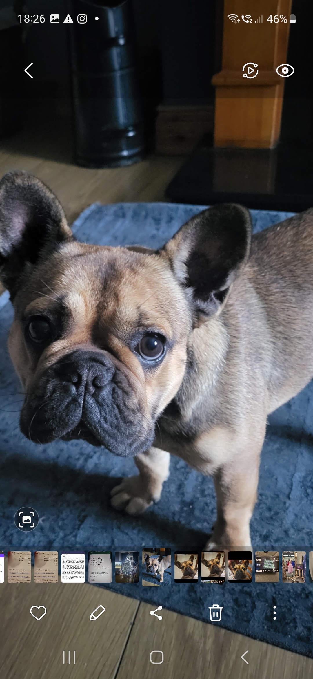 Fawn French Bulldog for Sale in Limerick