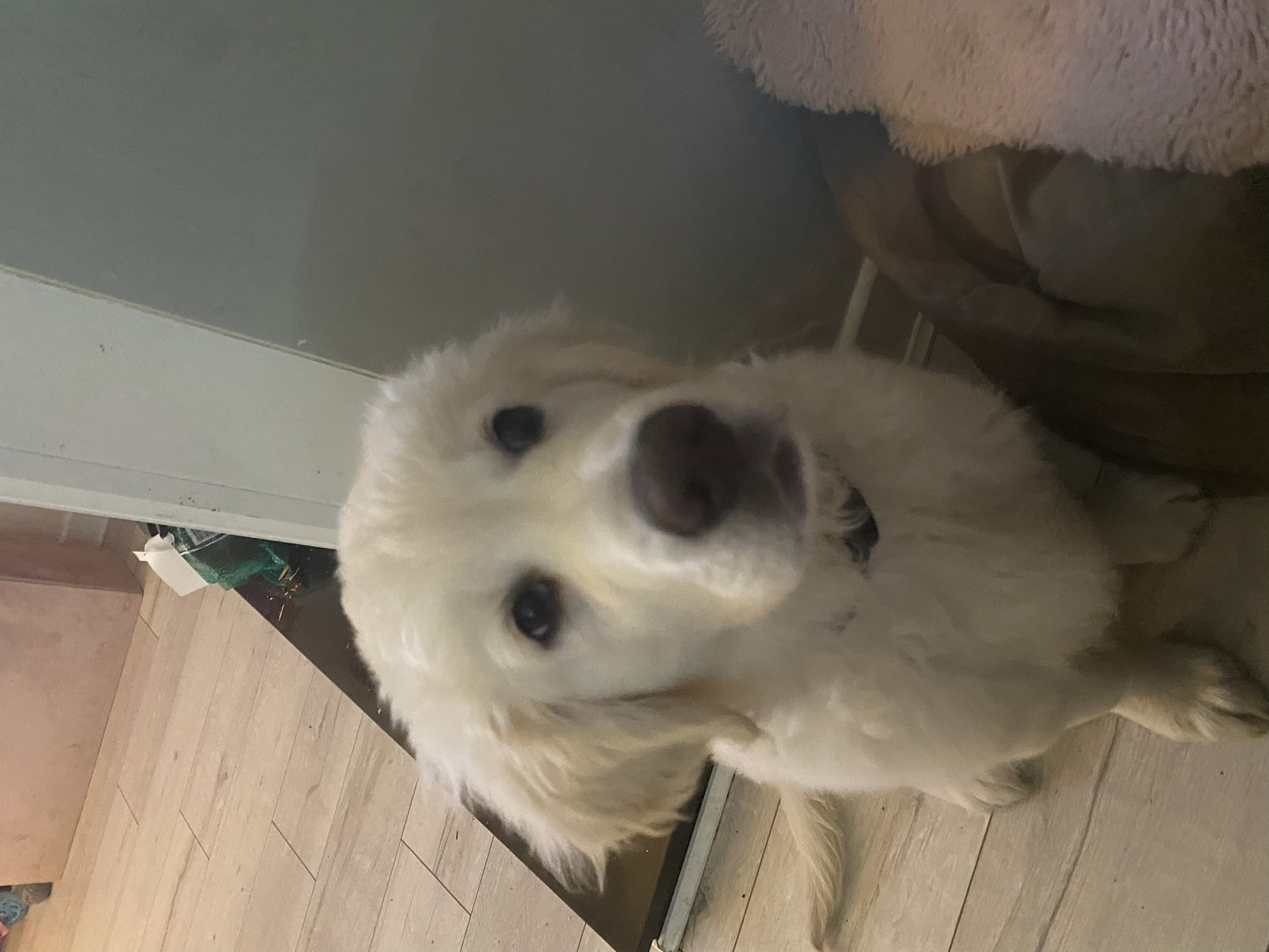 Golden Retriever in Kilkenny - Friendly Puppy