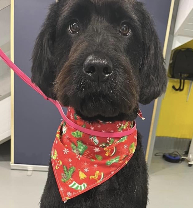 Friendly Labradoodle for Sale in Tullamore