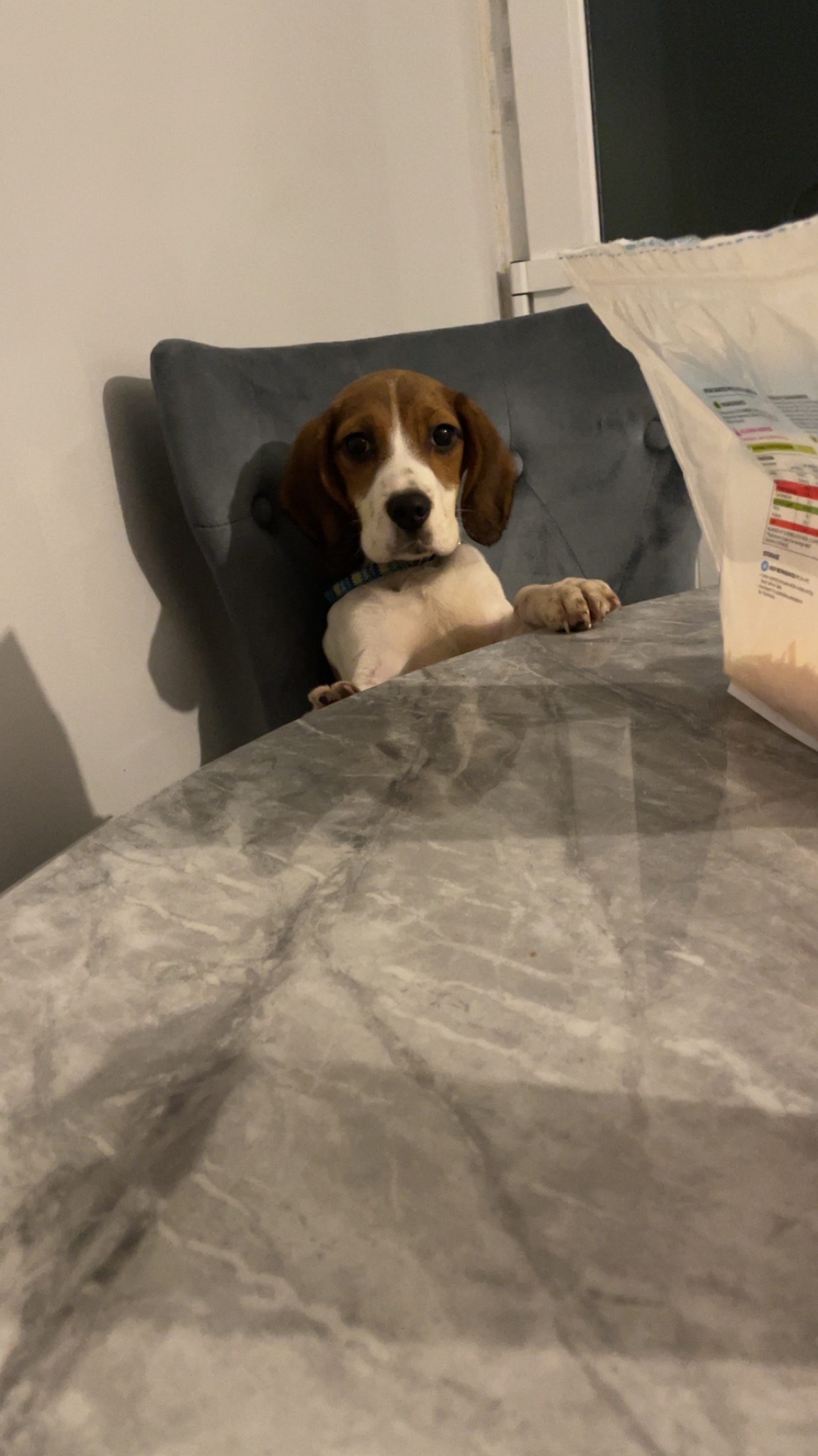 Beagle Puppies for Sale in Galway