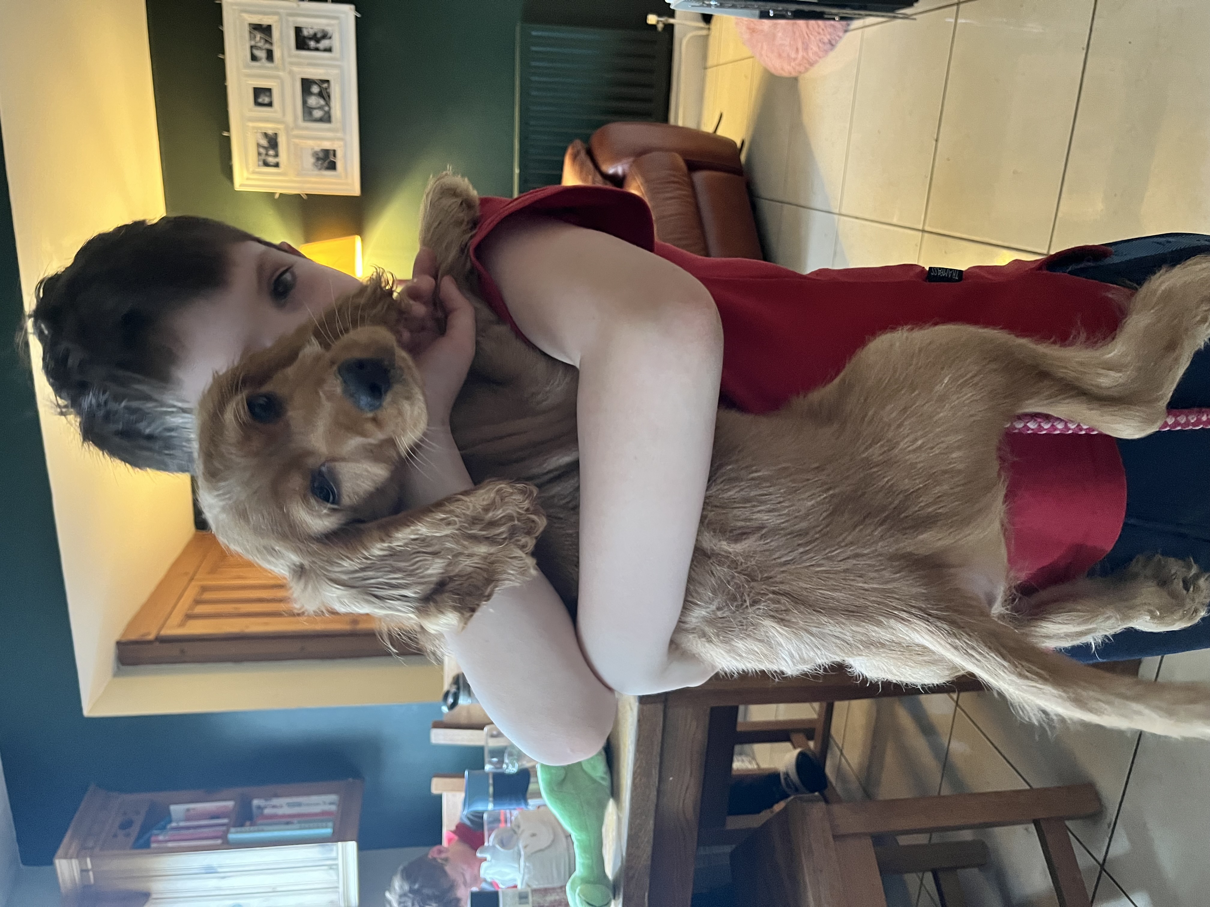 Cocker Spaniel for Sale in Waterford - IKC Registered