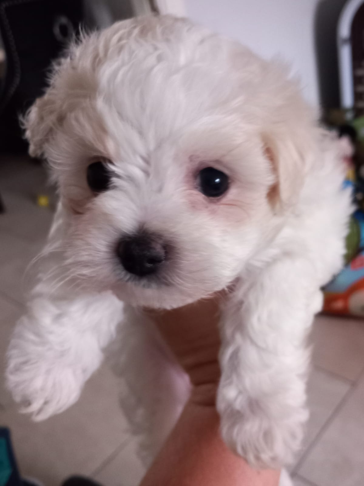 Maltichon Puppies for Sale in Longford