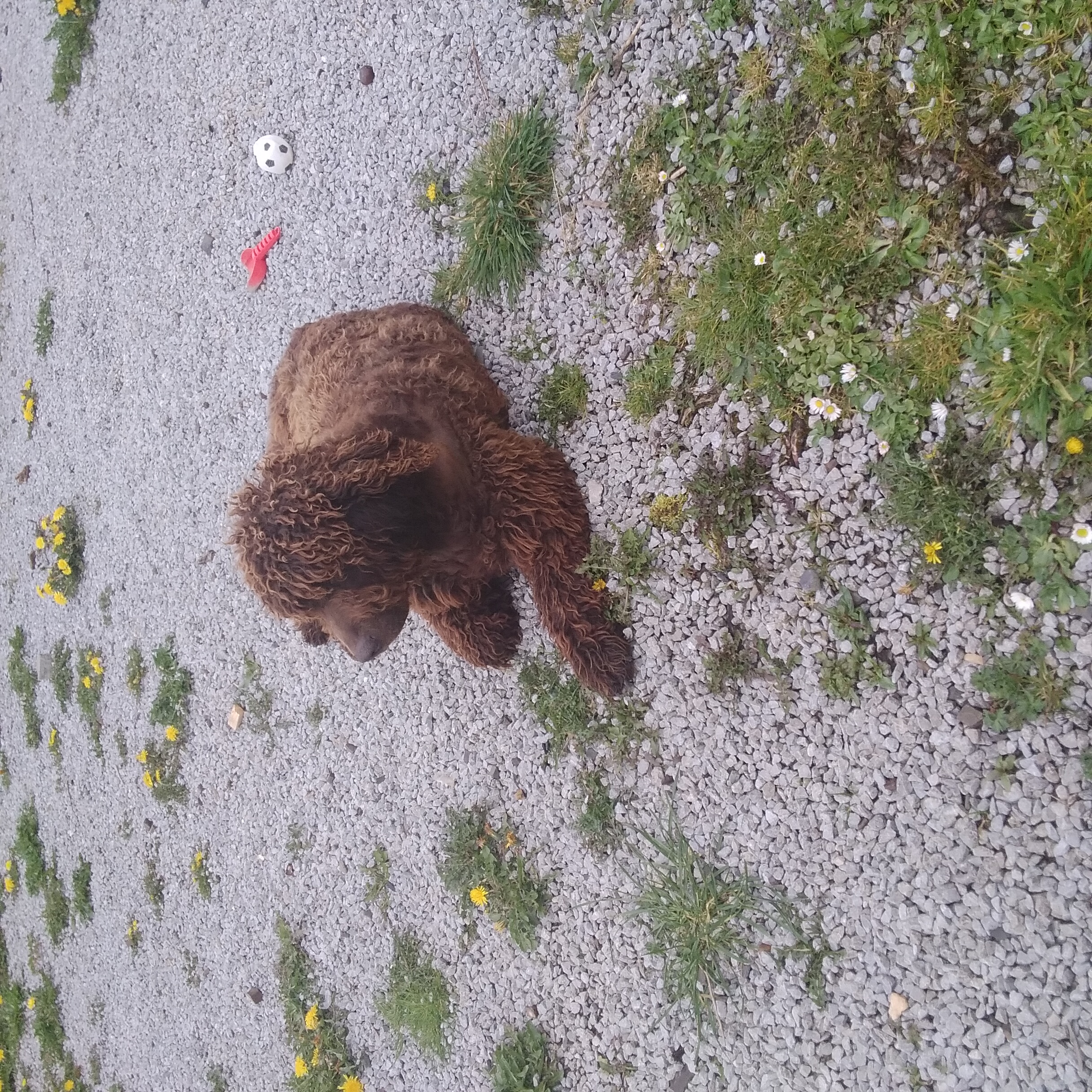 Irish Water Spaniel in Co. Limerick - Free Home