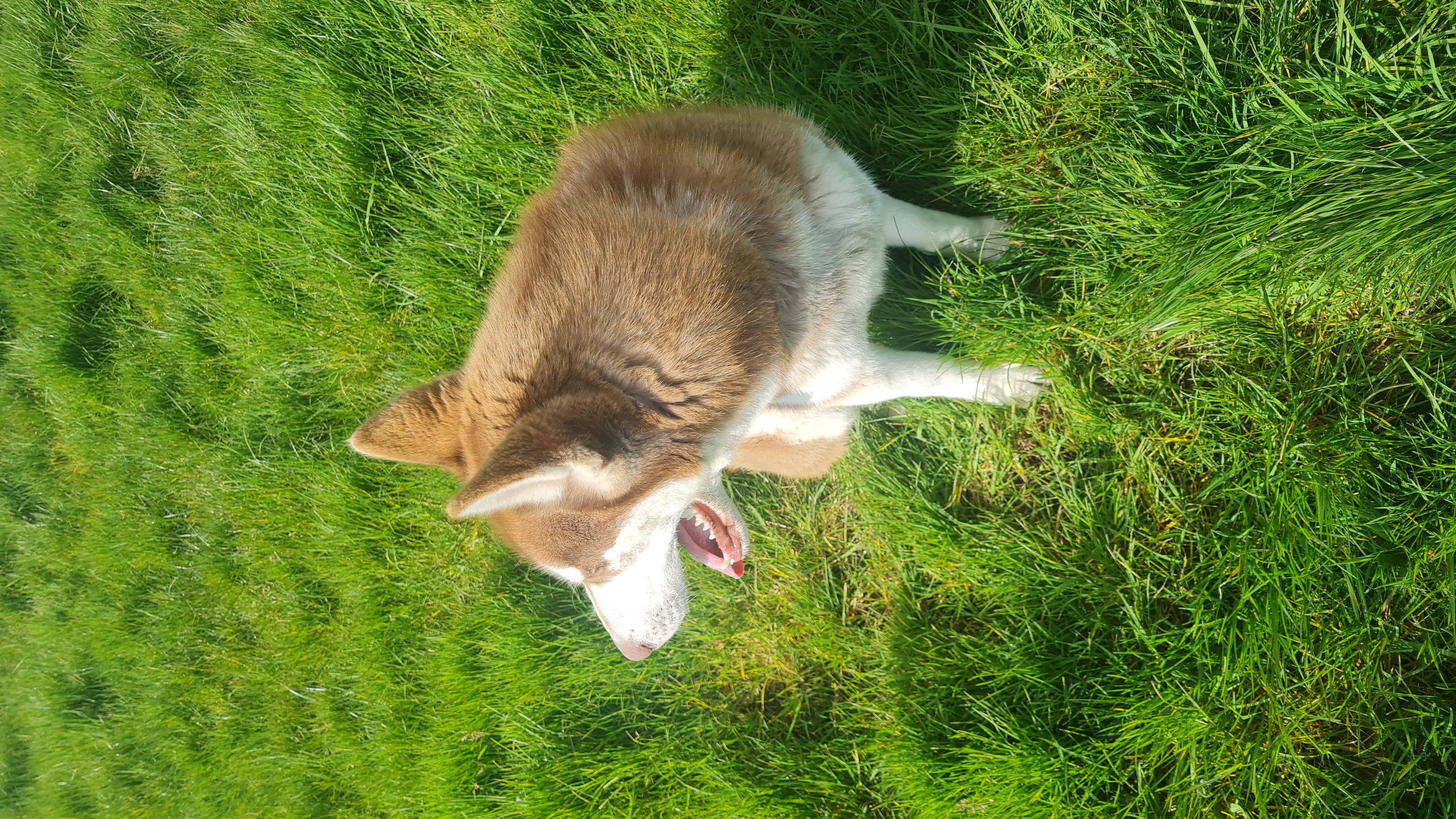 Siberian Husky for Sale in Dublin - Friendly Pup