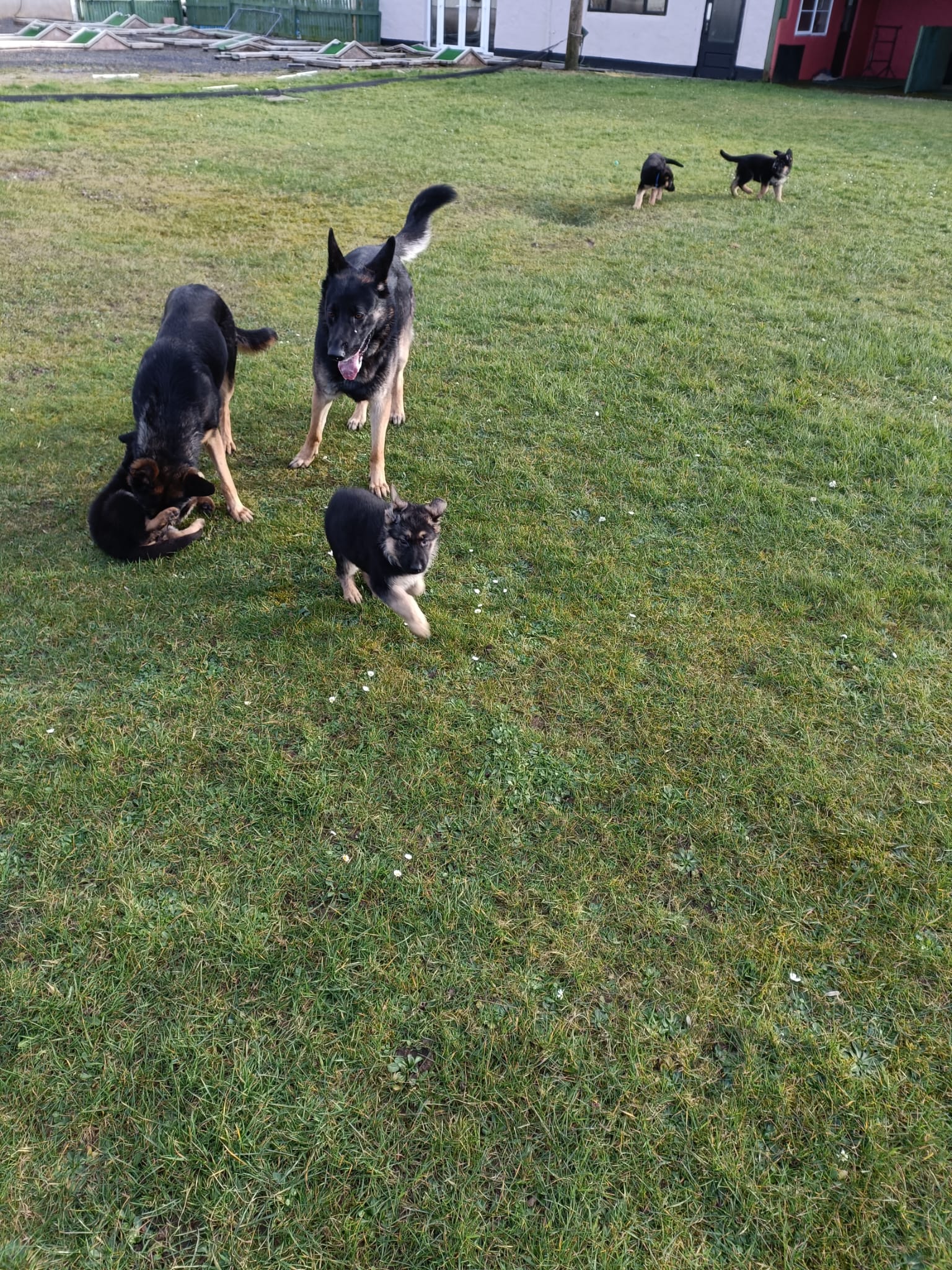 German Shepherd Pups for Sale in Ballina