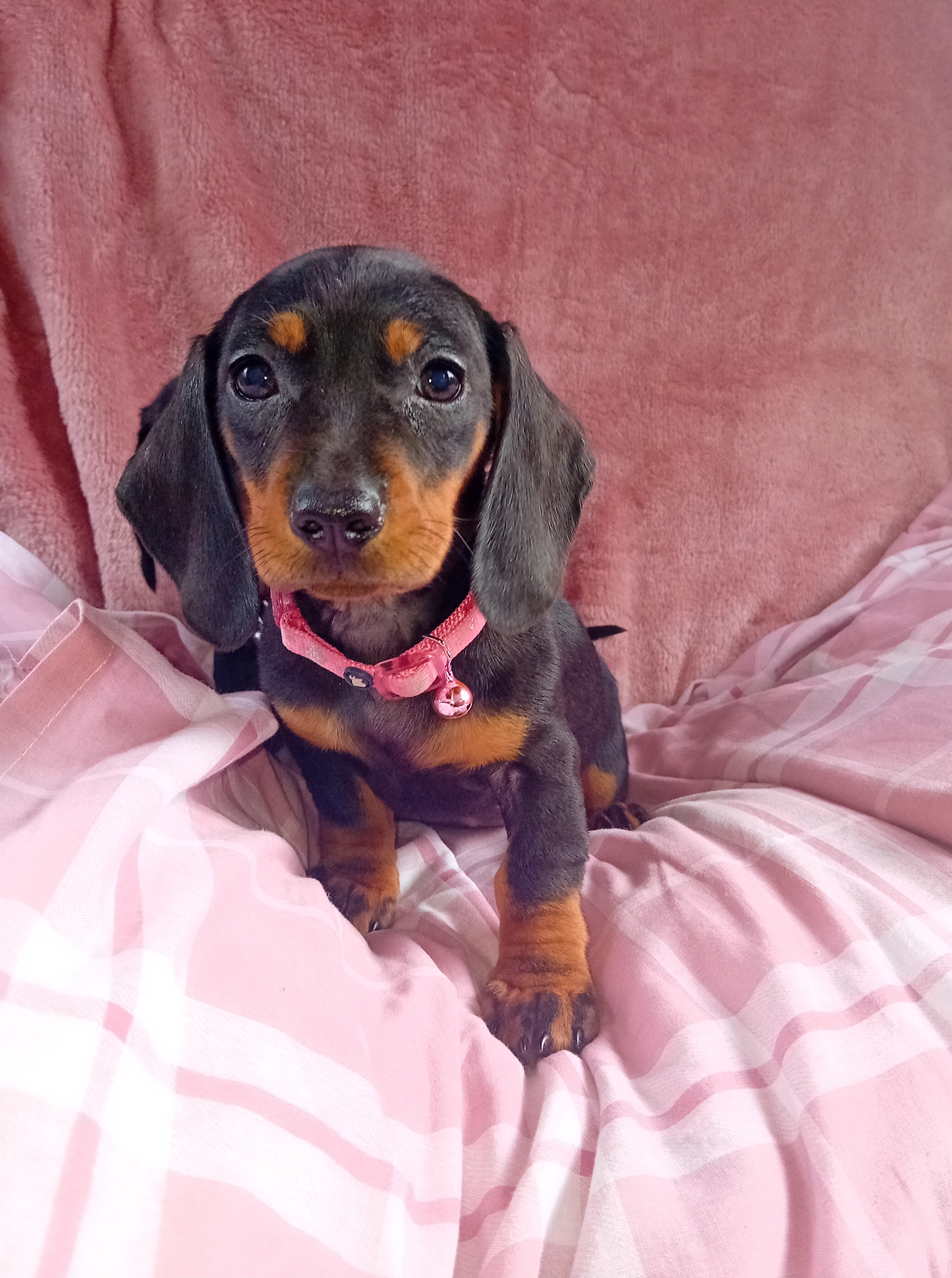 Dachshund Puppies for Sale in Swords