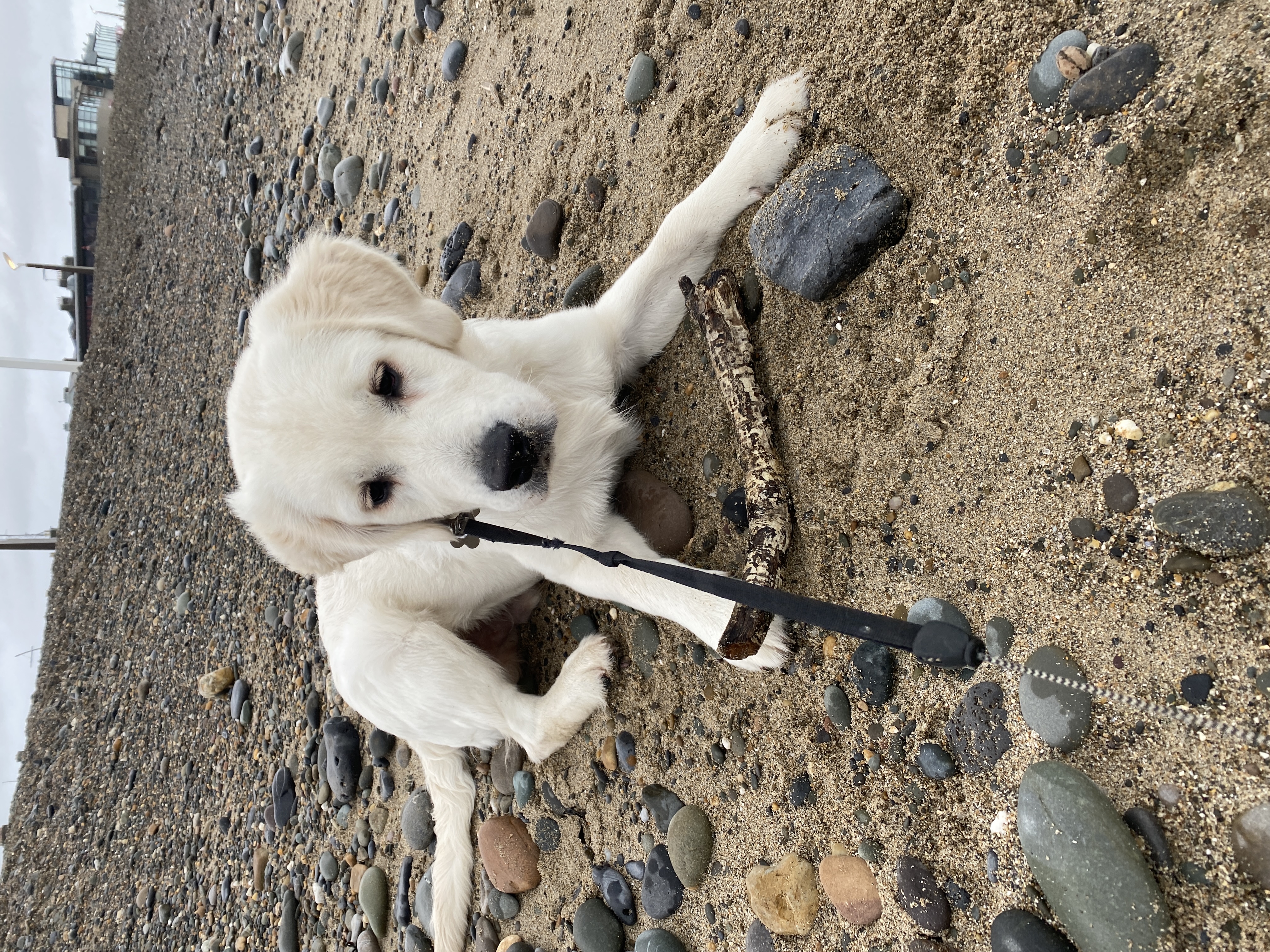Cream Golden Retriever for sale in Wicklow