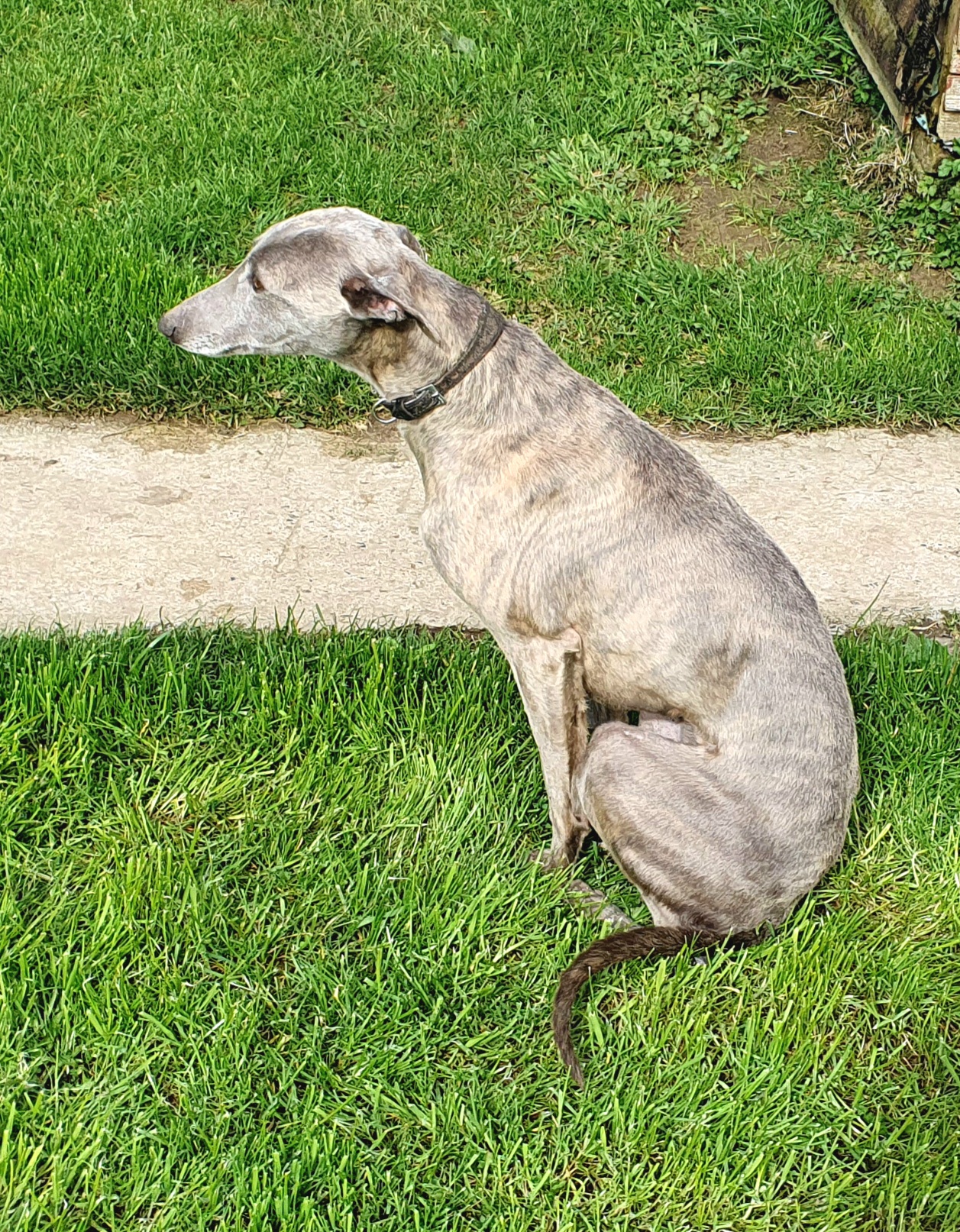 Whippet for Sale in Scotshouse - Friendly Male