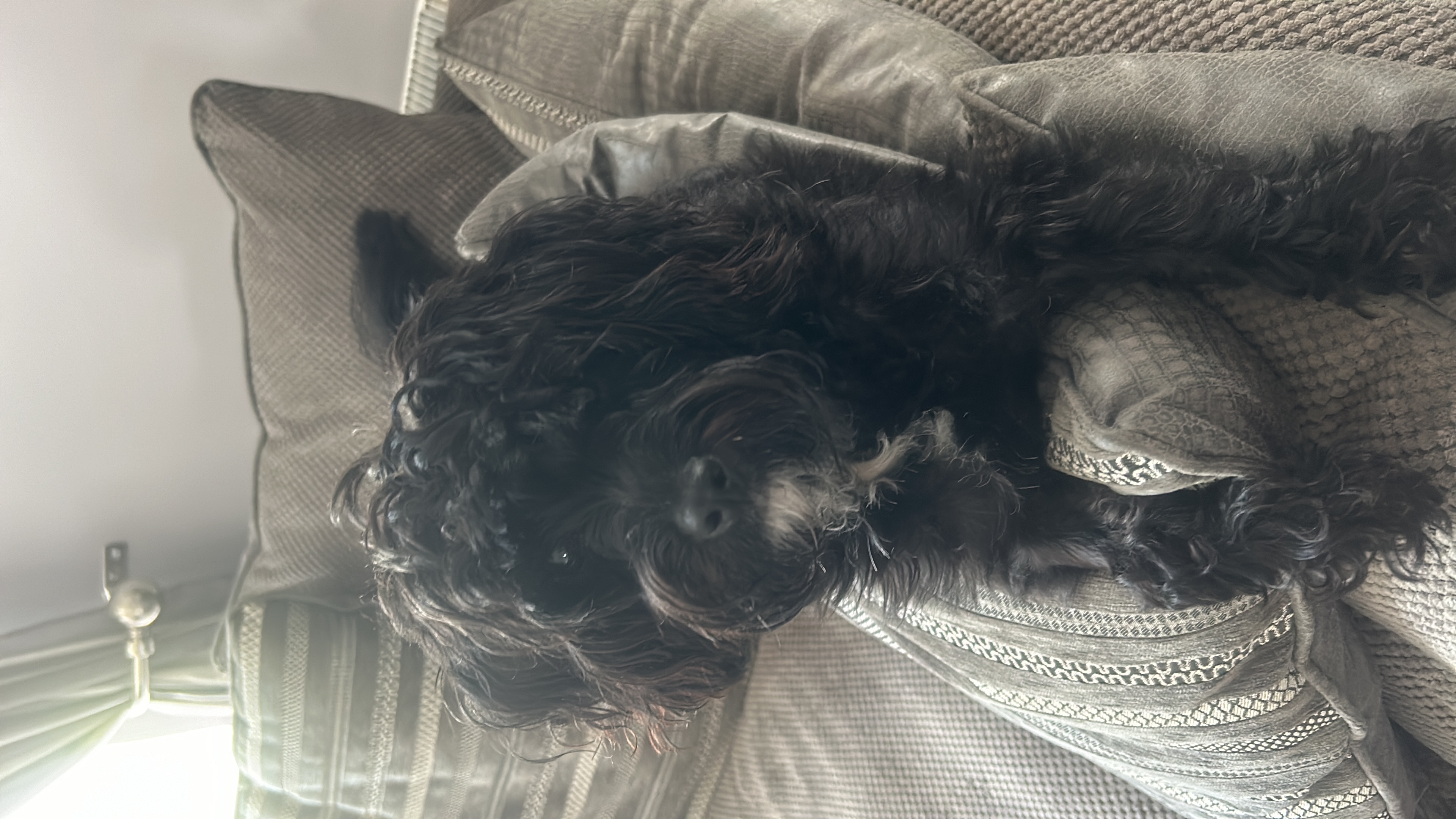 Cairn Doodle for sale in Carlow - Affectionate