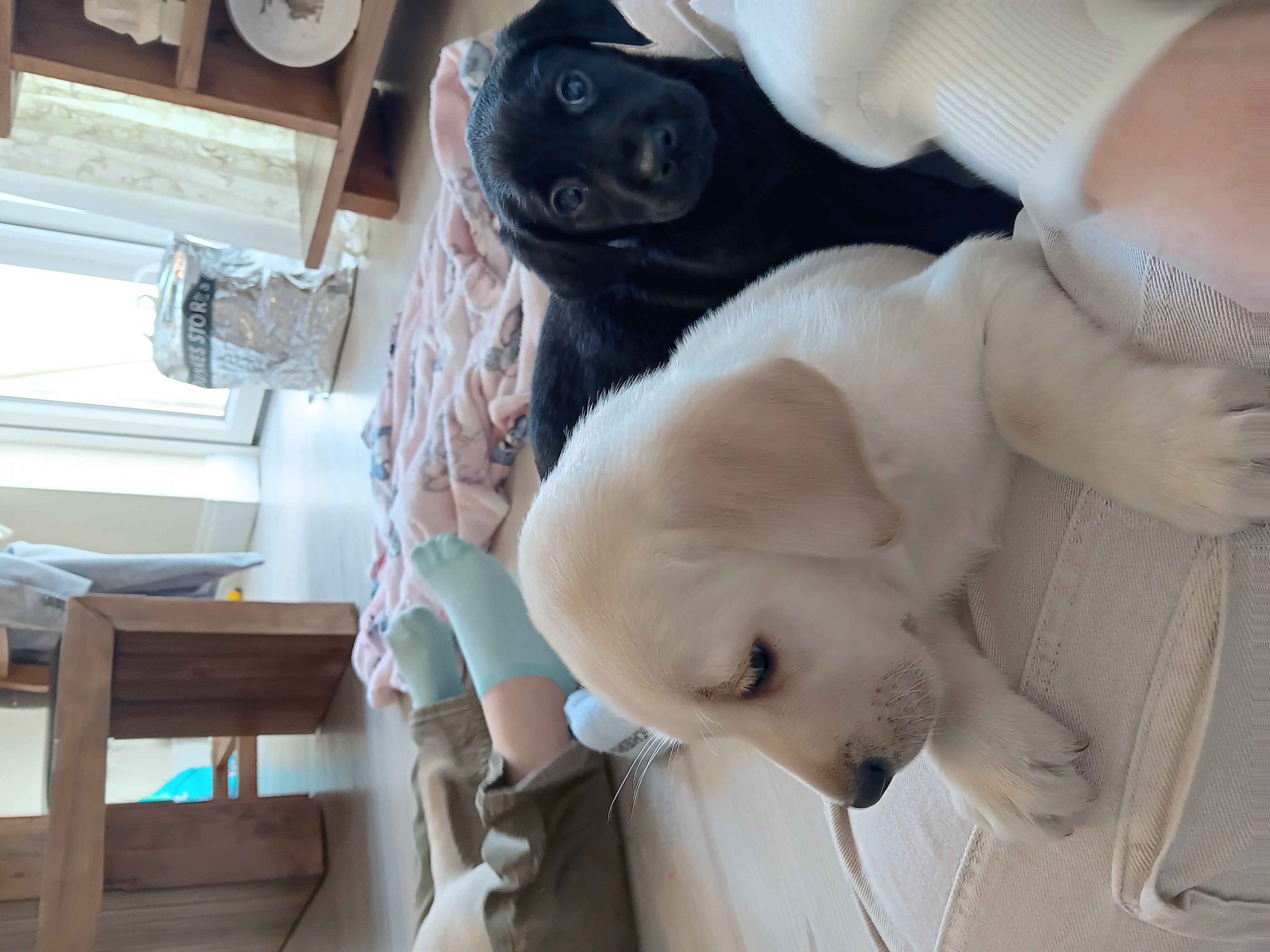 Black Labrador Puppies for Sale in Galway