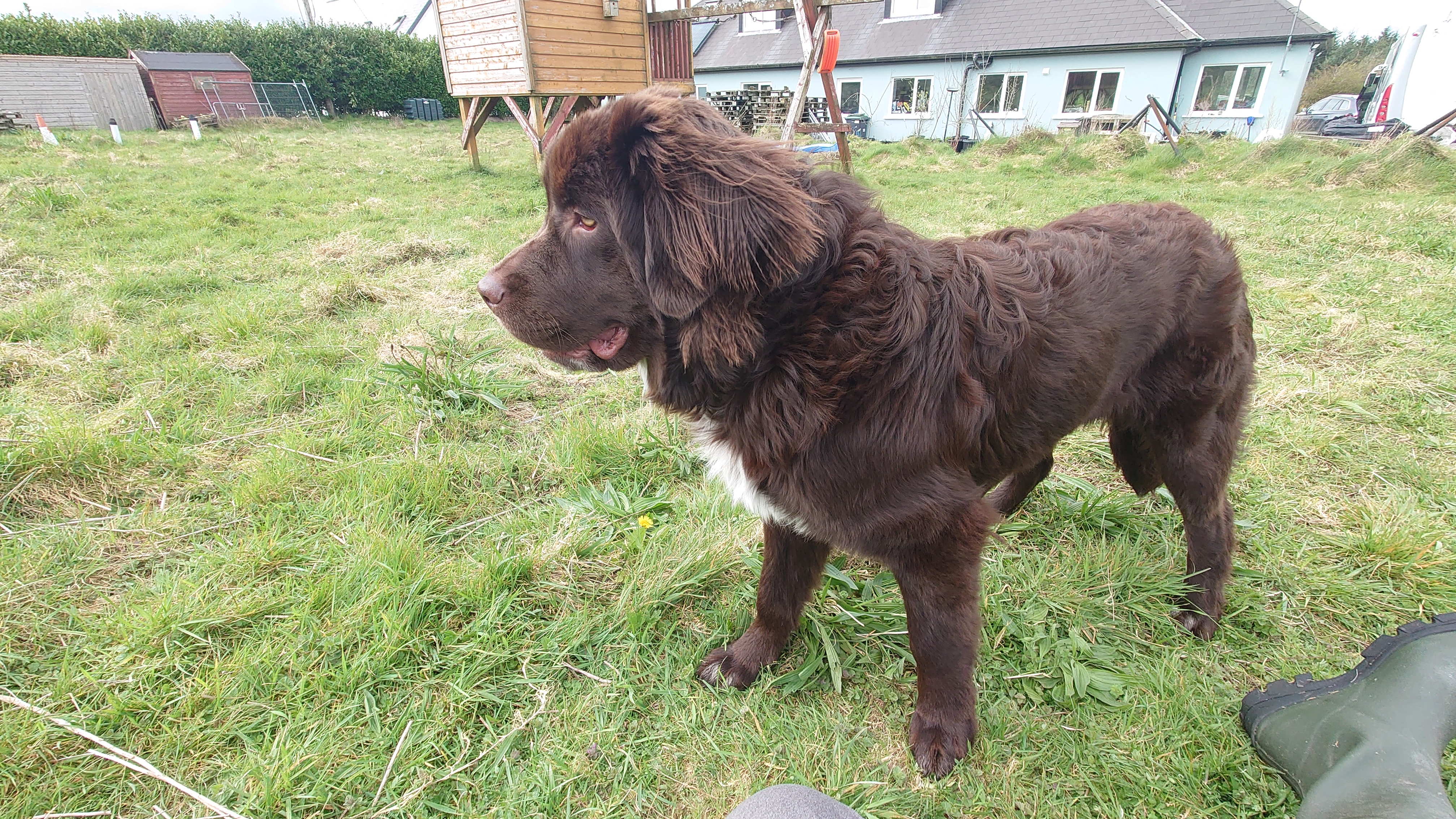 Newfoundland in Youghal - Dark Chocolate Pup