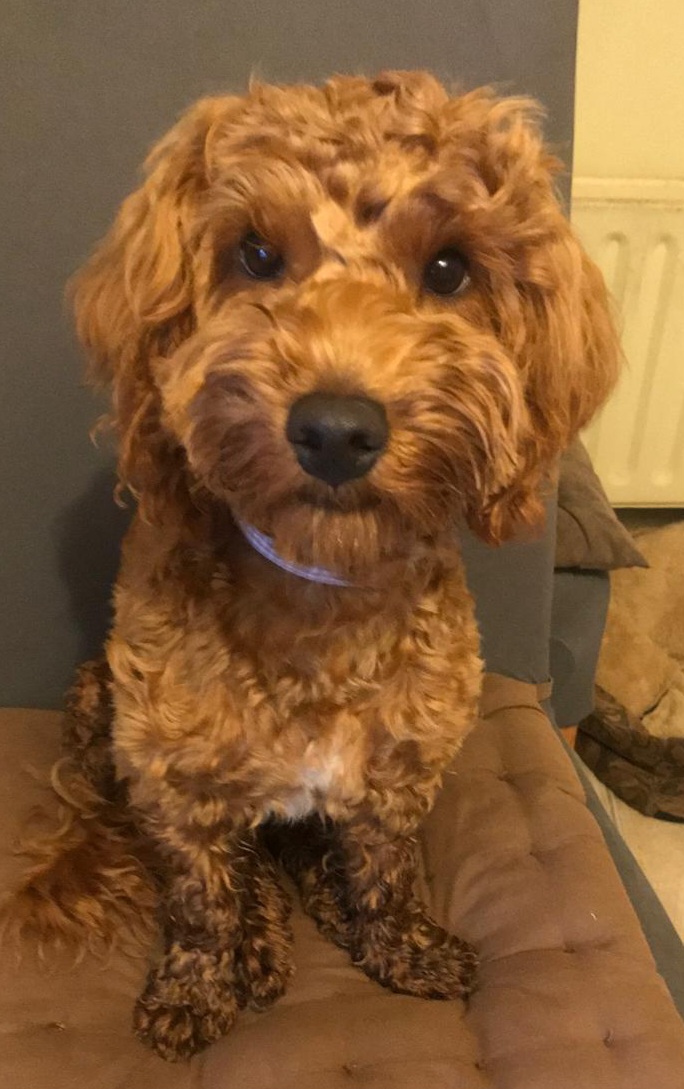 Cockapoo for sale in Carrickmacross
