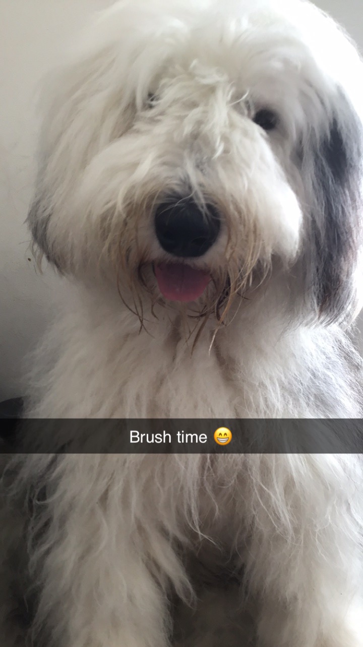 Old English Sheepdog for Sale in Dundalk - IKC Registered