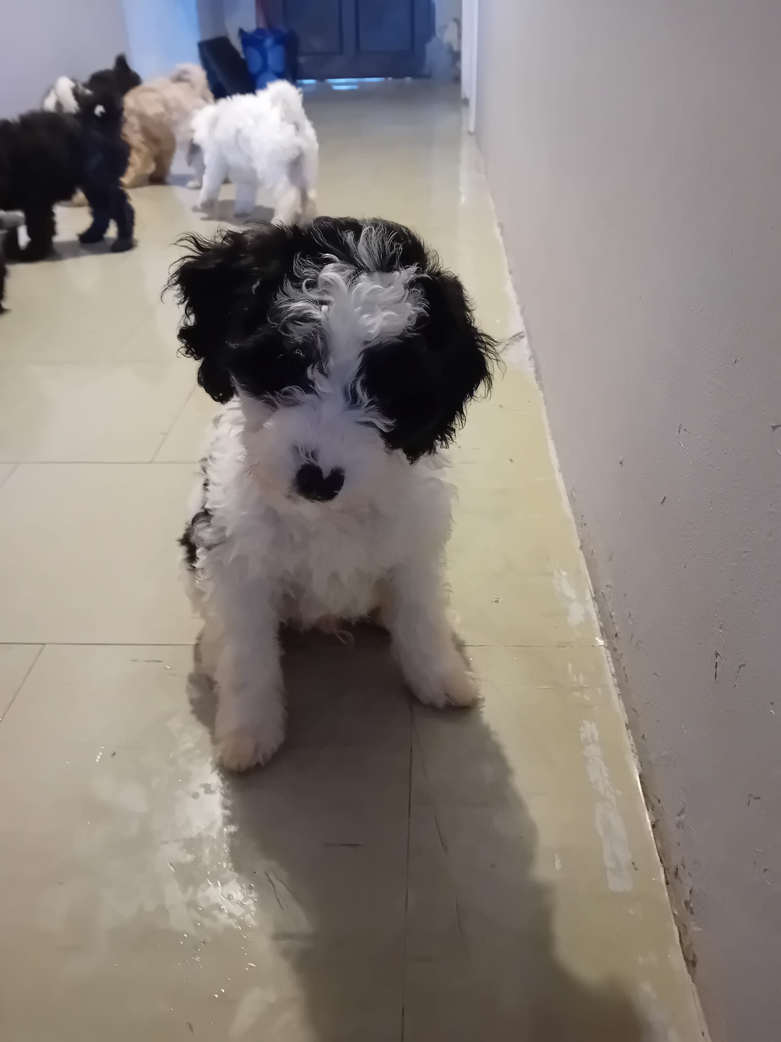 Cavapoo Puppies in Kanturk - IKC Registered