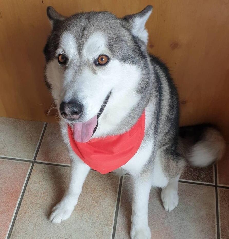 Siberian Husky for Sale in Limerick