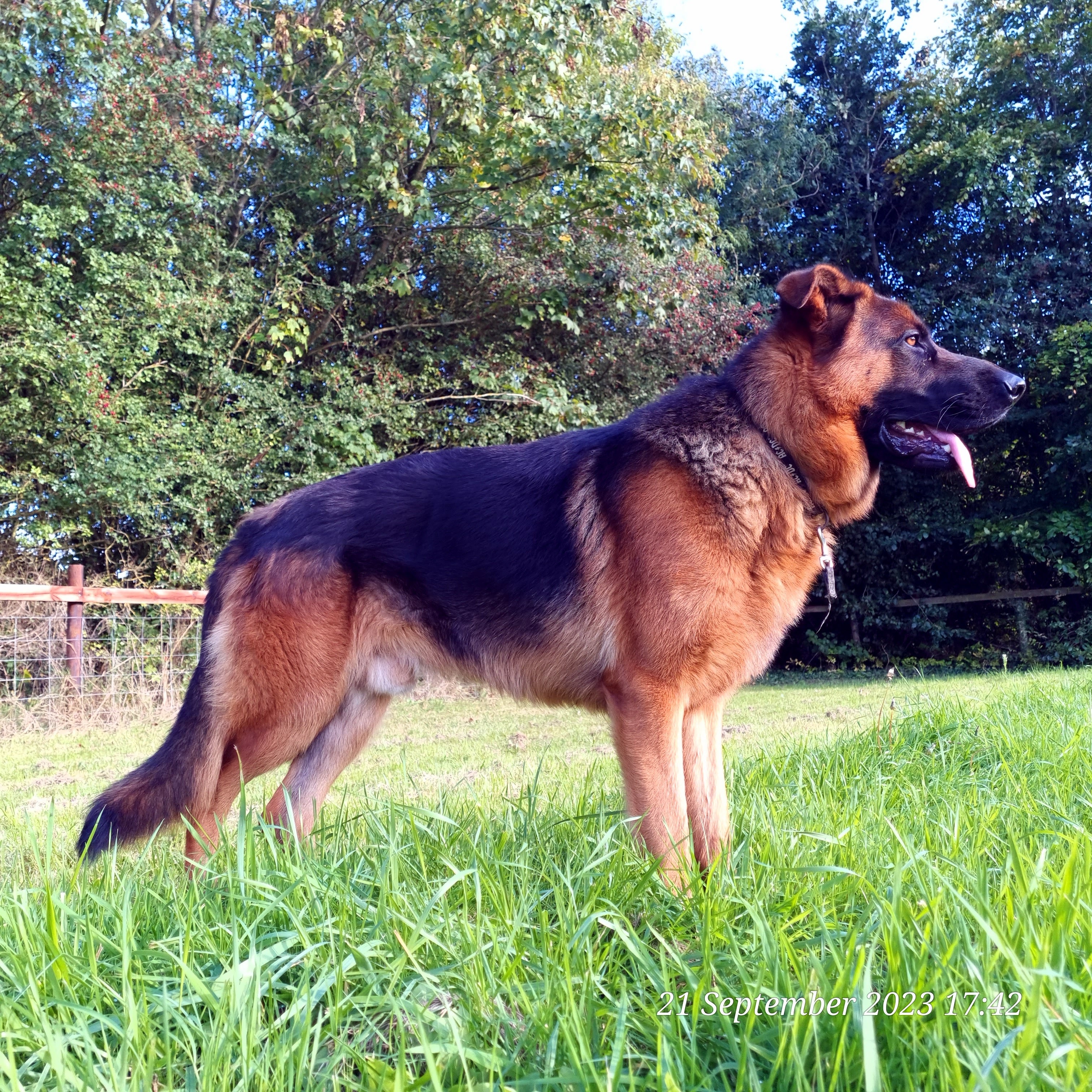 German Shepherd for Sale in Kilkenny - IKC Registered