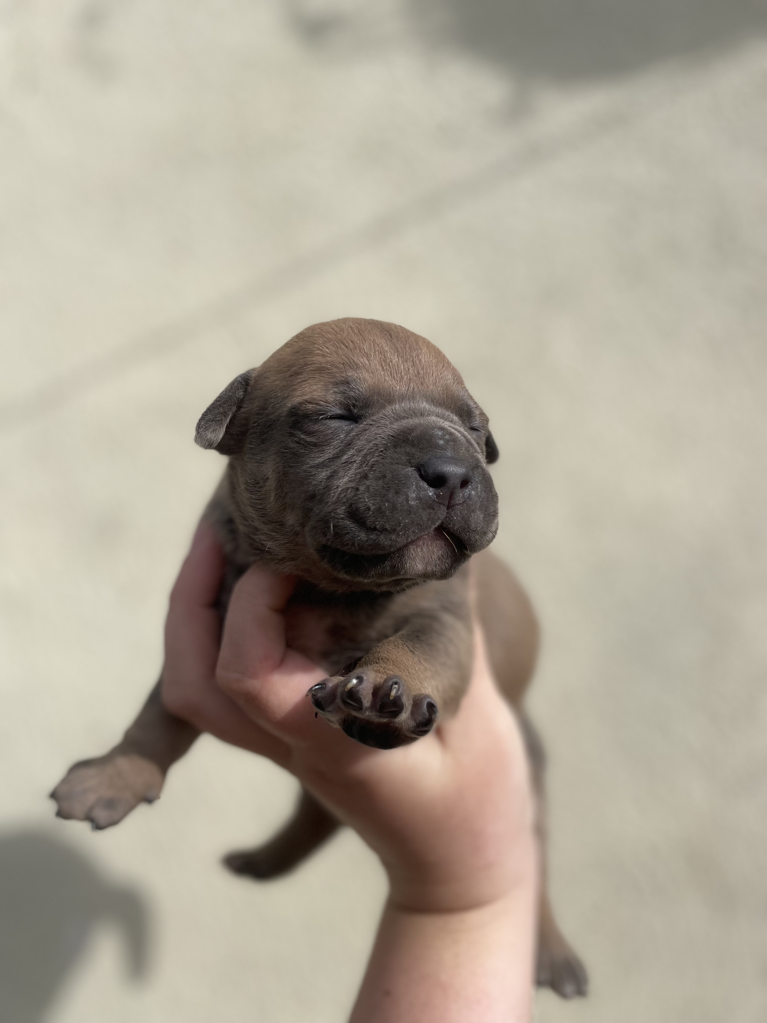 American Bully Pups for Sale in Finglas
