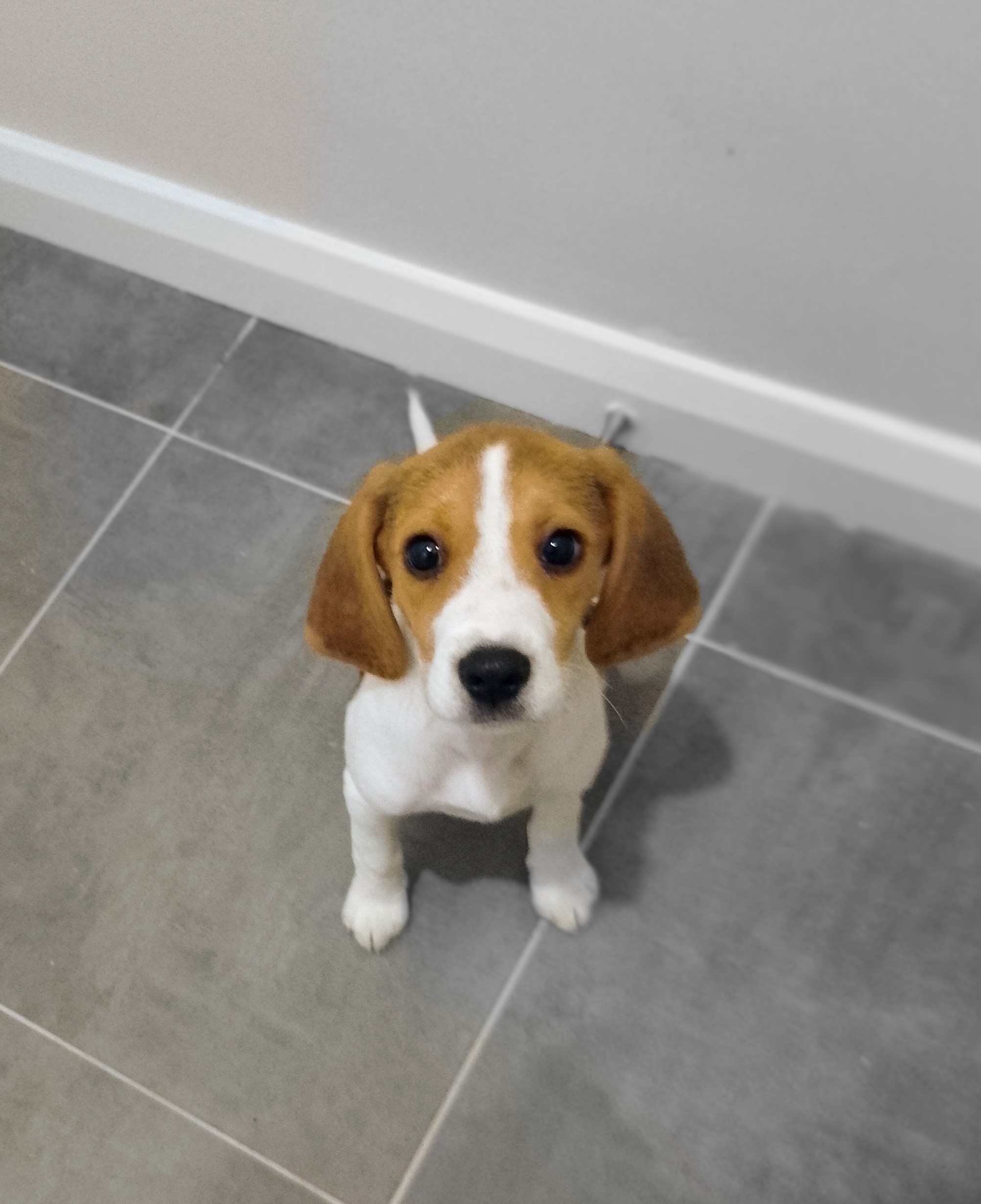 Friendly Beagle Puppy for sale in Blessington
