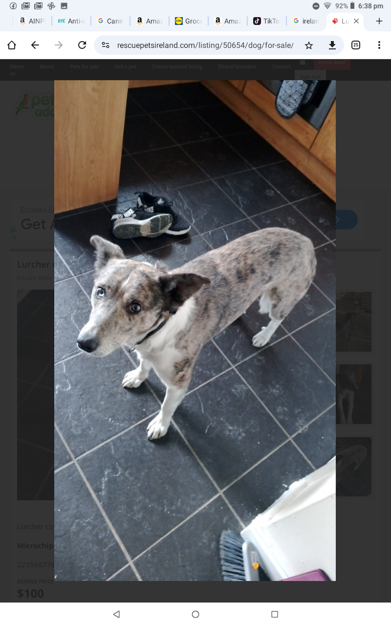 Lurcher Collie for Sale in Tullow - Full of Energy