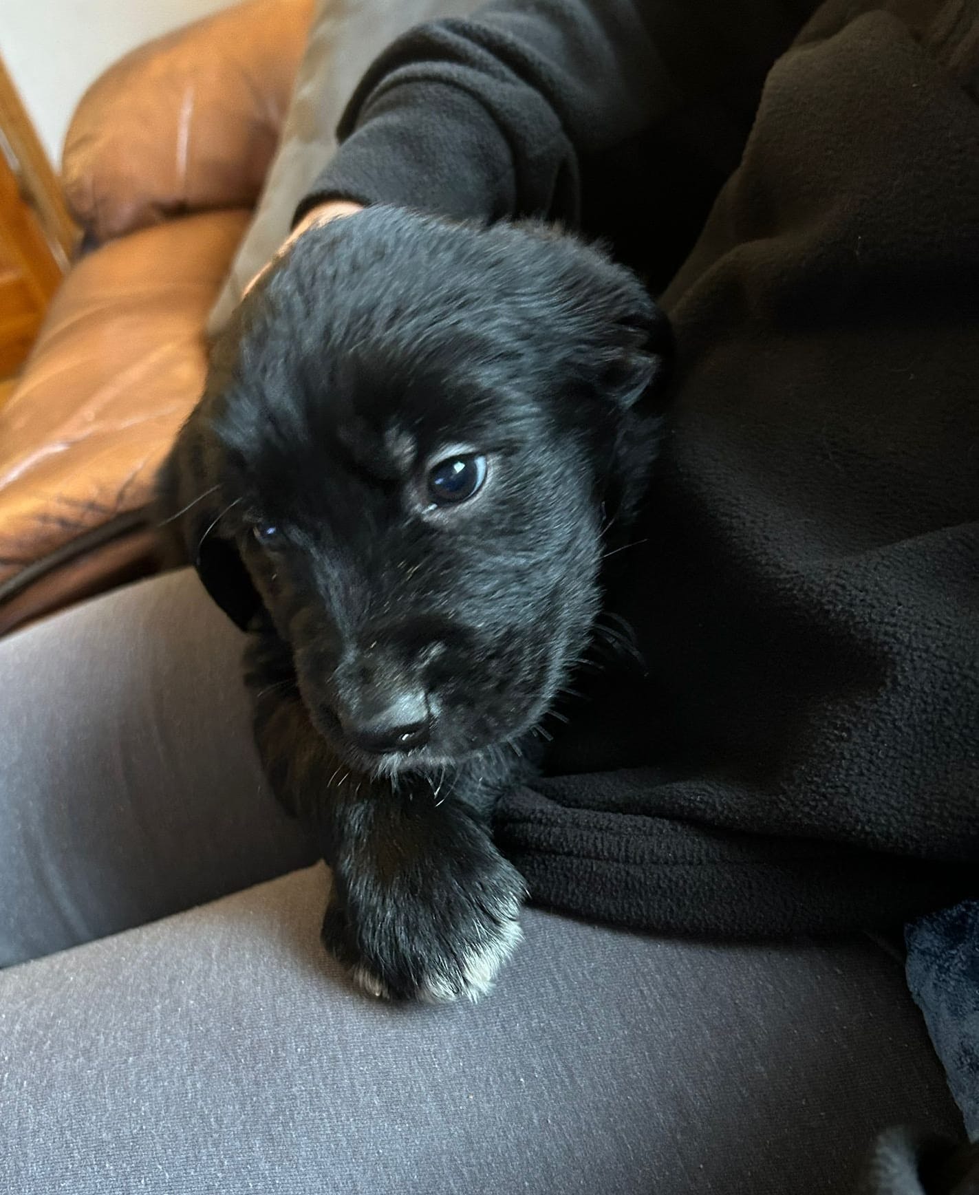 Golden Retriever X Border Collie in Swinford