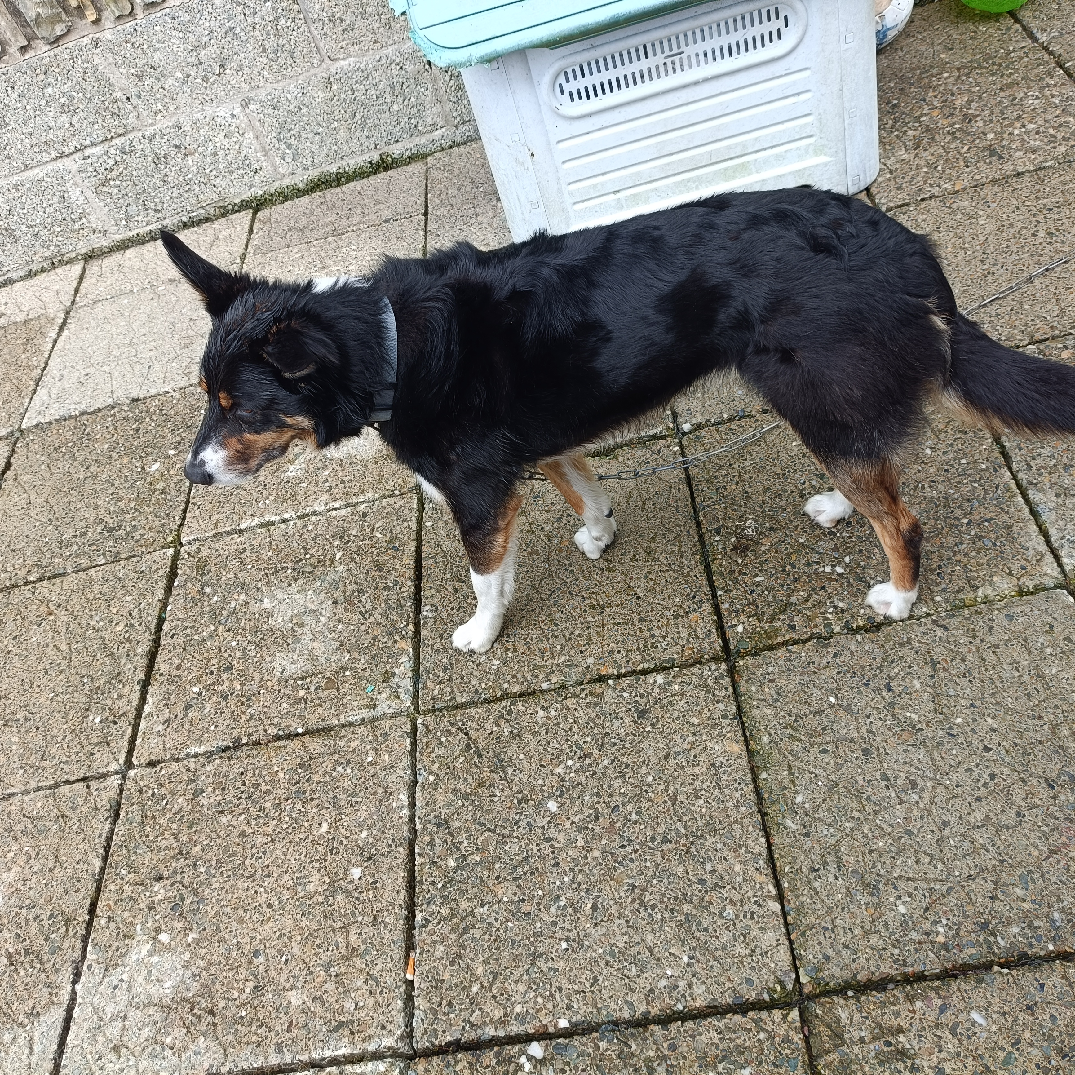Collie for sale in Letterkenny - Affectionate