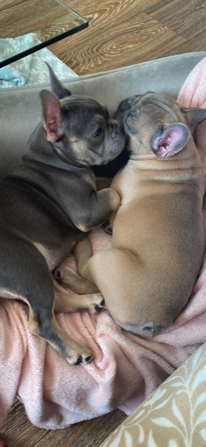 French Bulldogs for Sale in Naas - Playful Pair