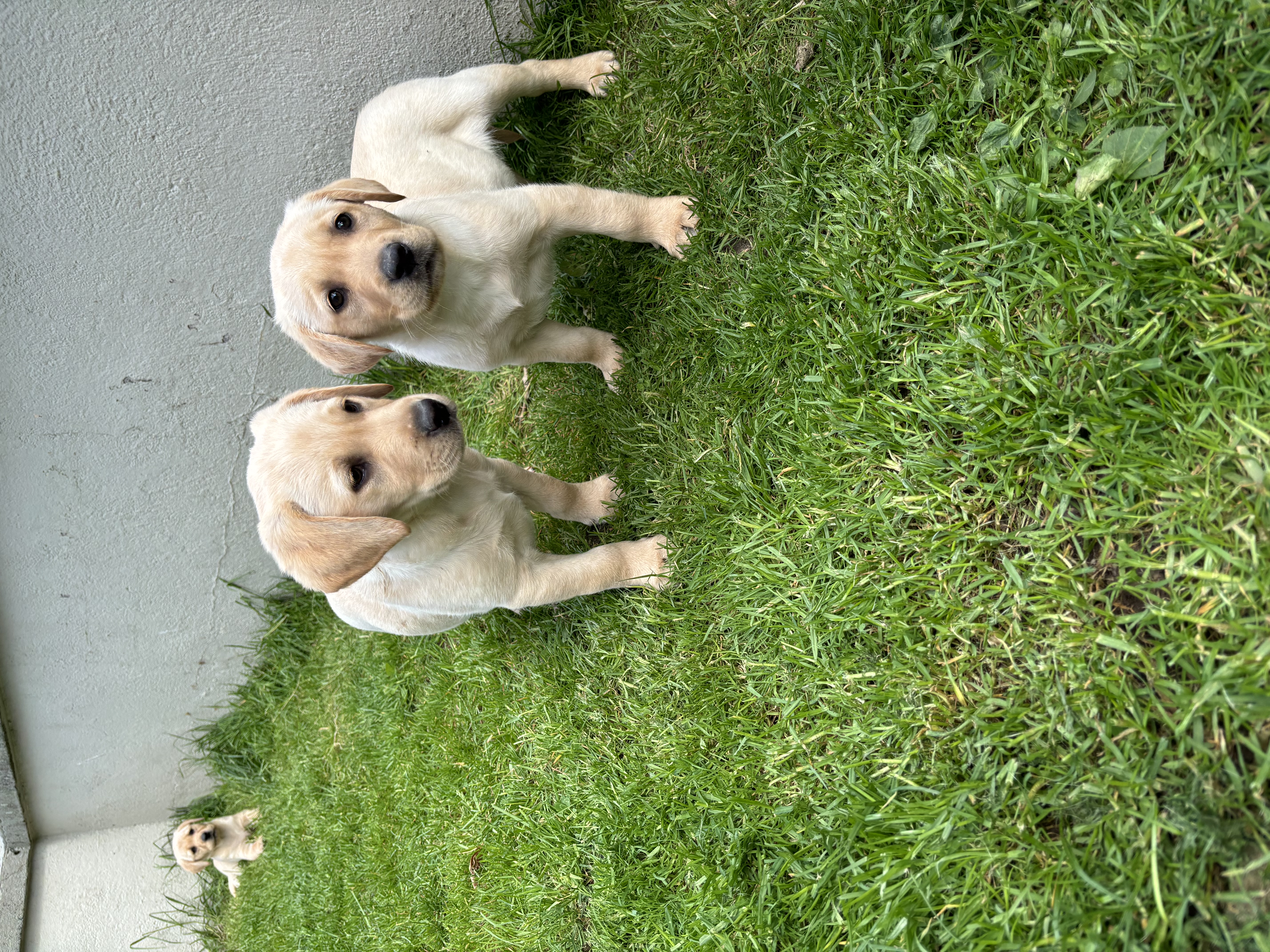 Labrador Puppies for Sale in Macroom