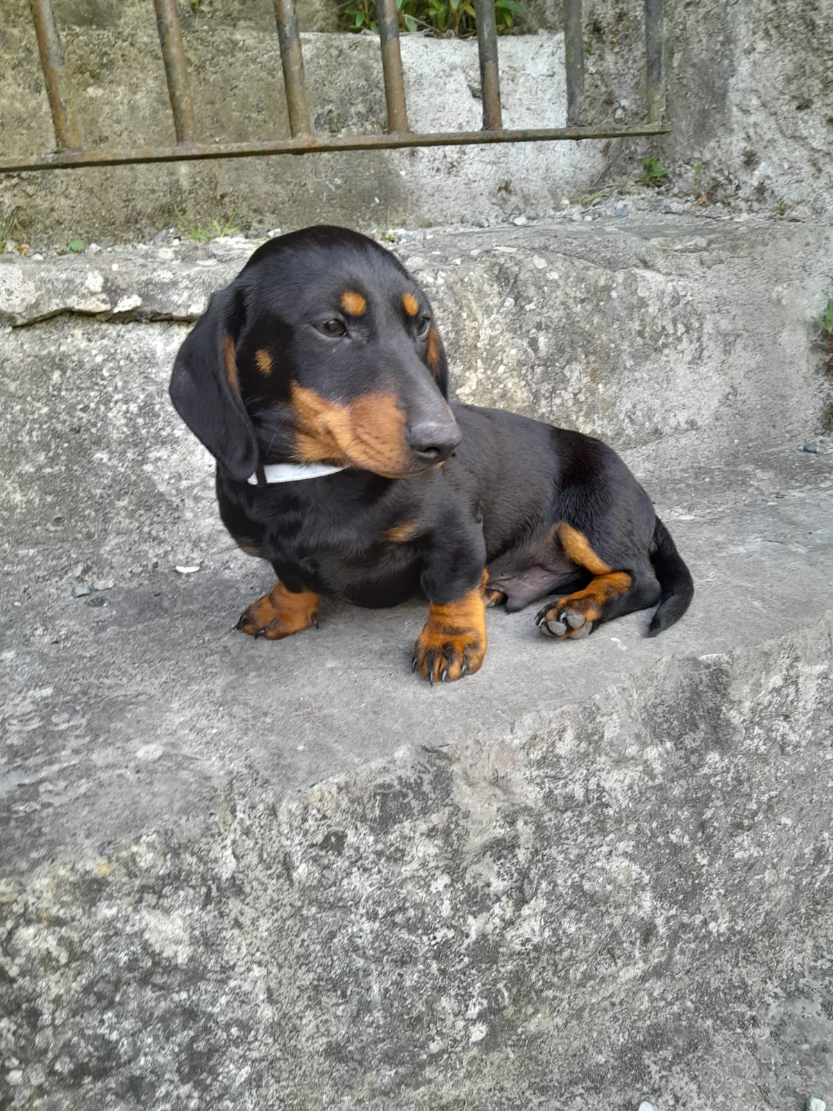 Black and Tan Dachshund for Sale in Dublin