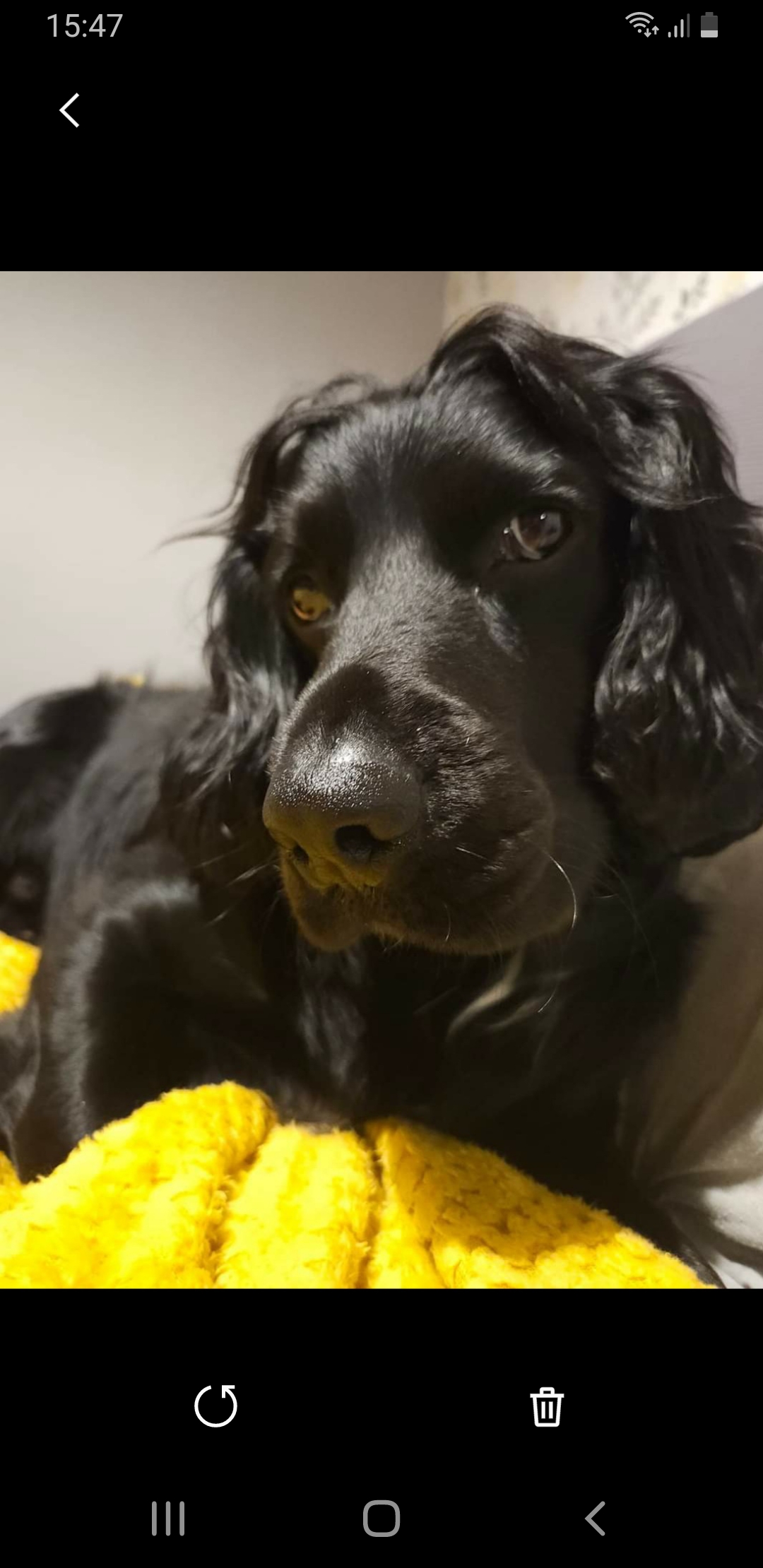 Sprocket Spaniel in Cork - Active Companion