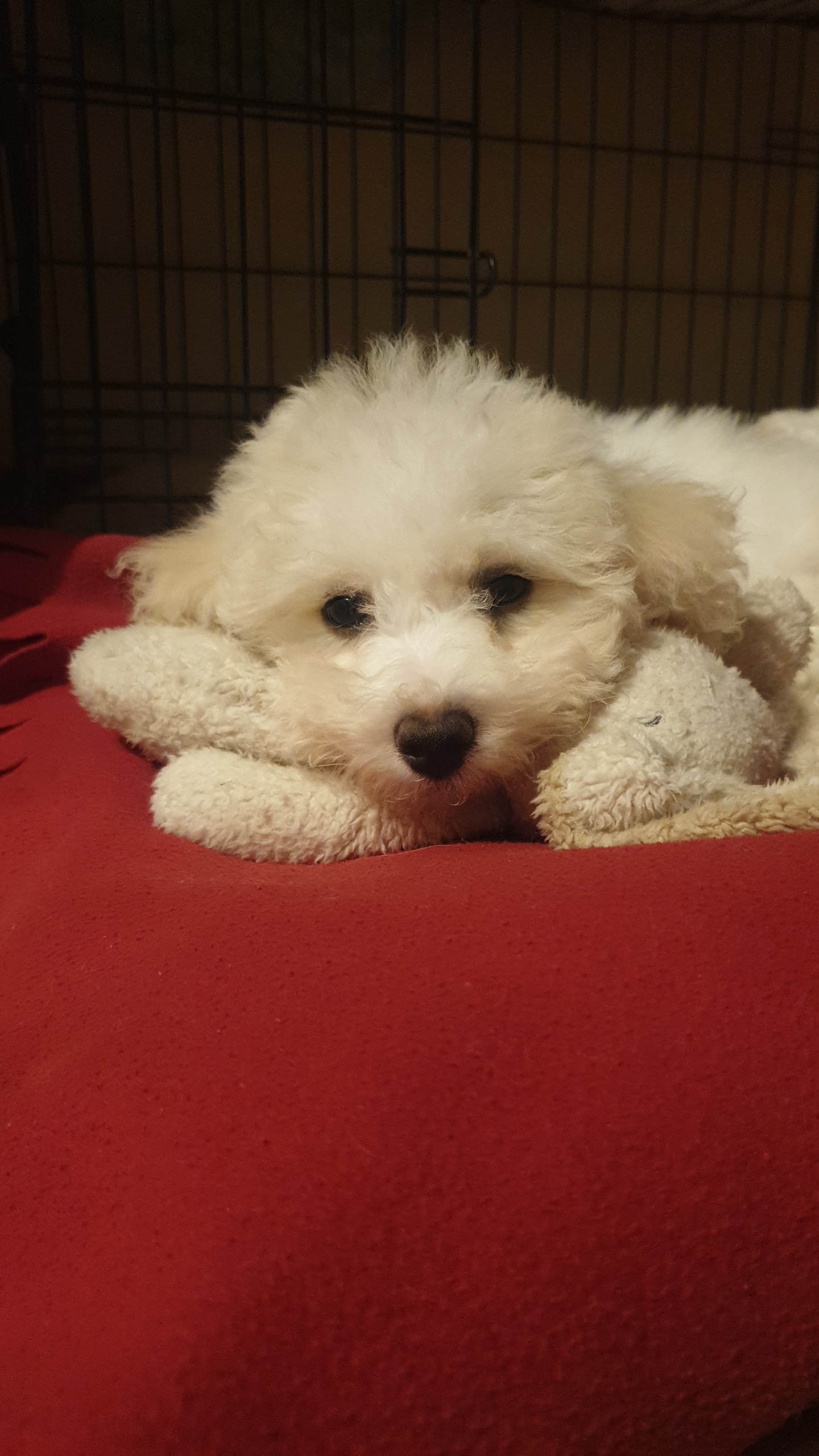Bichon Frise Puppies for Sale in Gorey