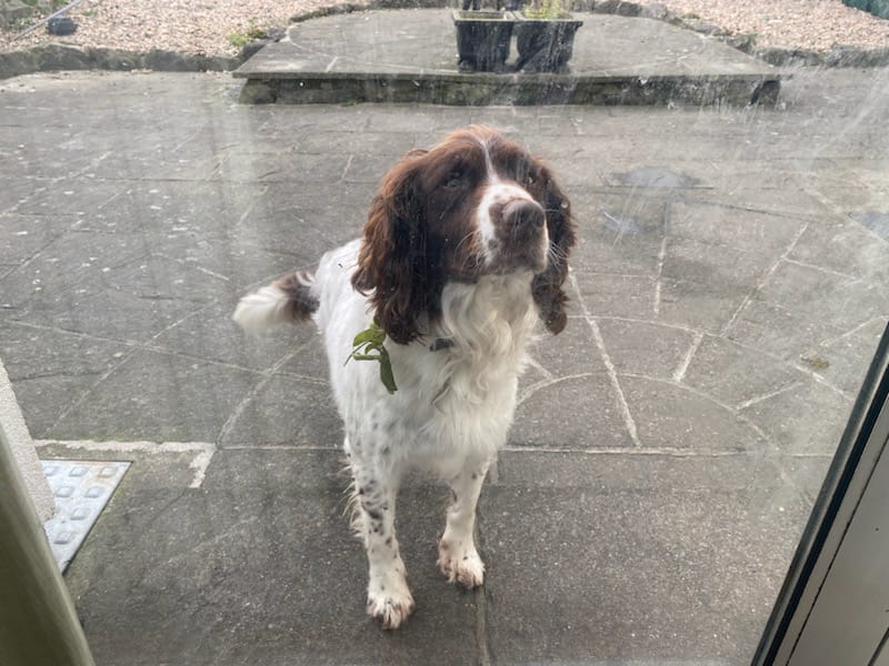 Springer Spaniel in Dublin - IKC Registered
