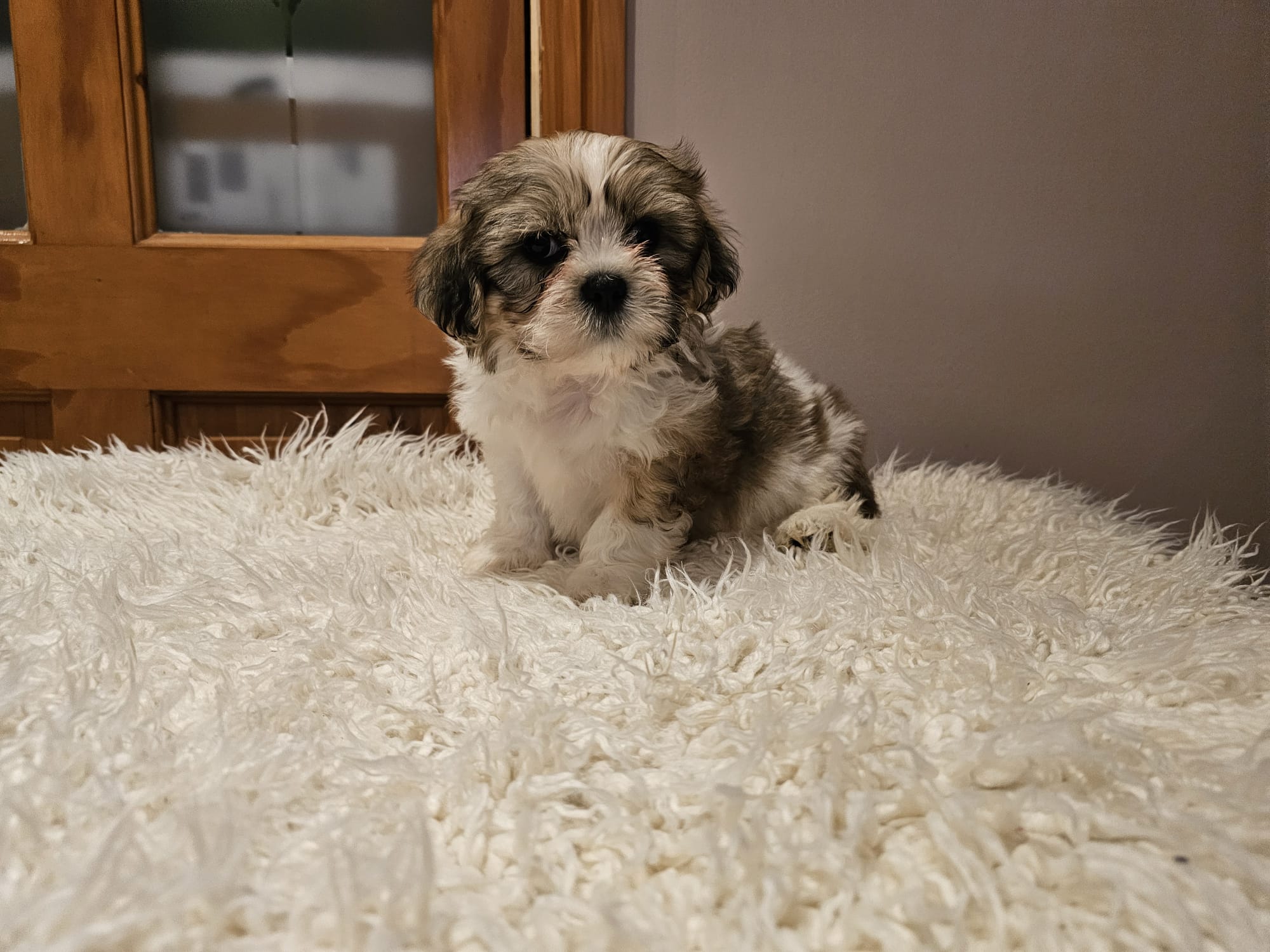 Shih Tzu Puppies for Sale in Blackrock
