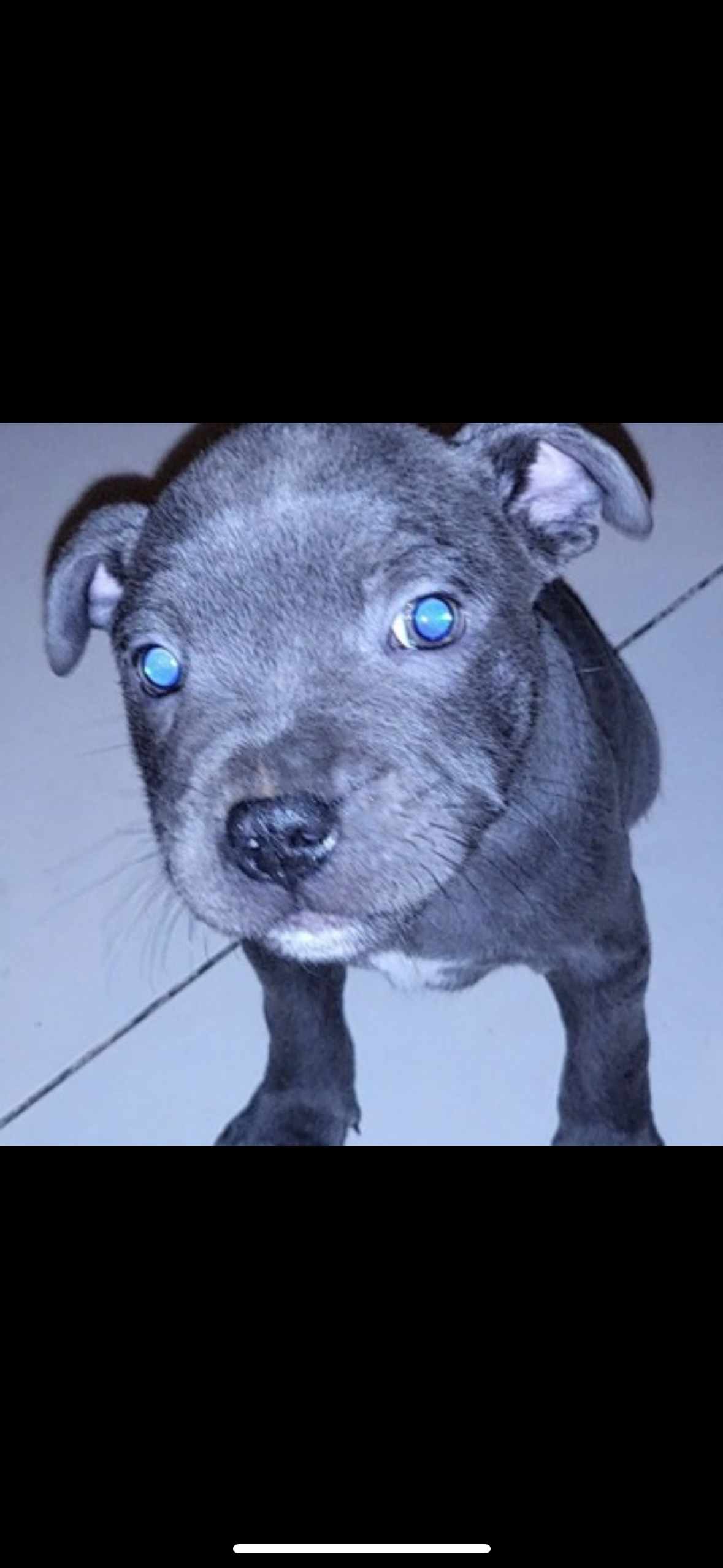 Blue Staffordshire Bull Terrier in Tallaght
