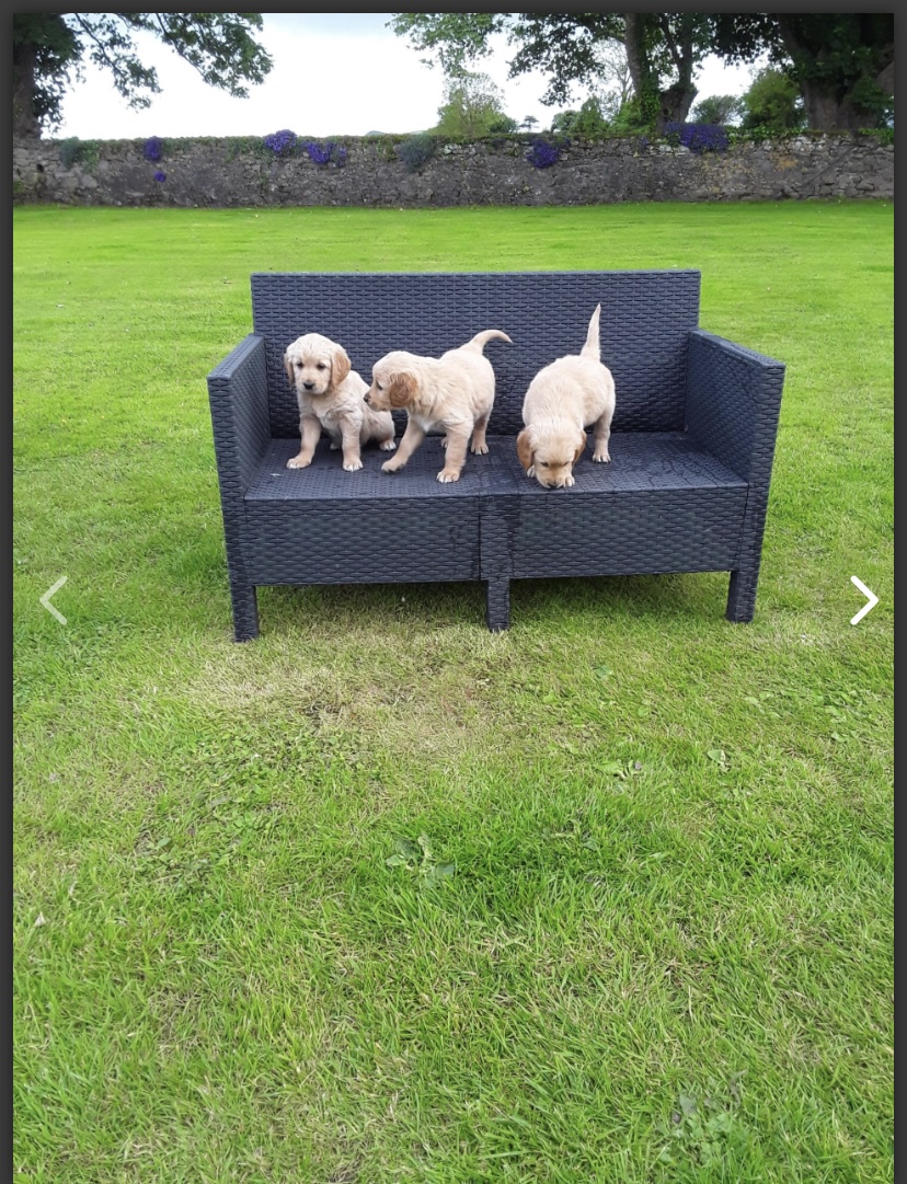 Golden Retriever Puppies for Sale in Dungarvan