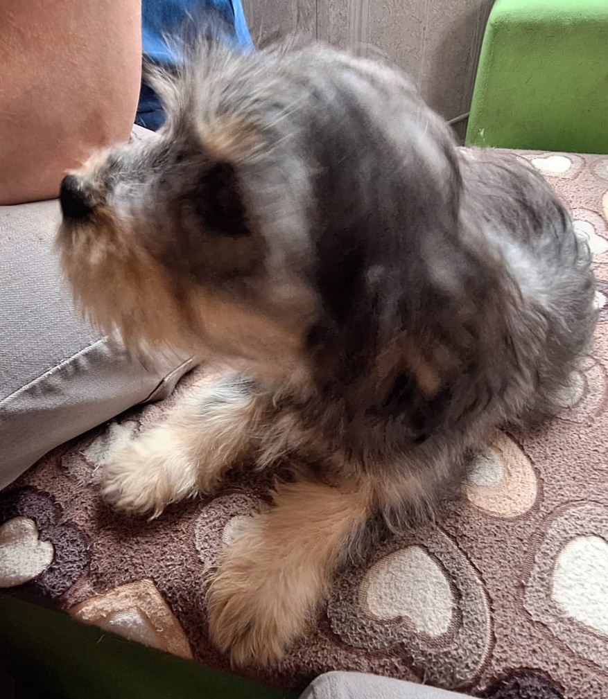 Jug Puppies for Sale in Carrick-on-Shannon