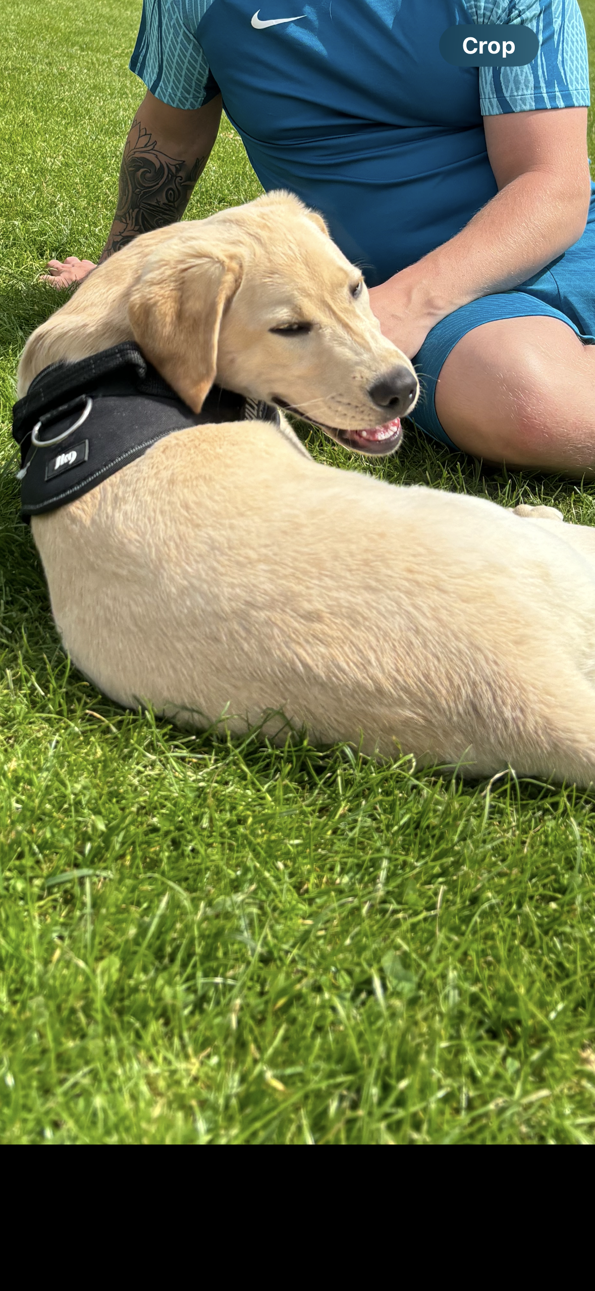 Golden Labrador for Sale in Santry - IKC Registered
