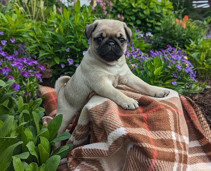 Fawn Pug Puppies for Sale in Cork - IKC Registered